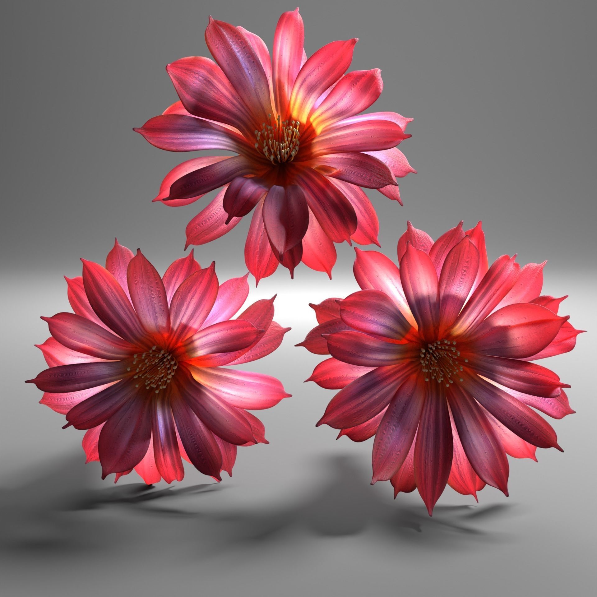 Cactus flower in bloom 3D model_1