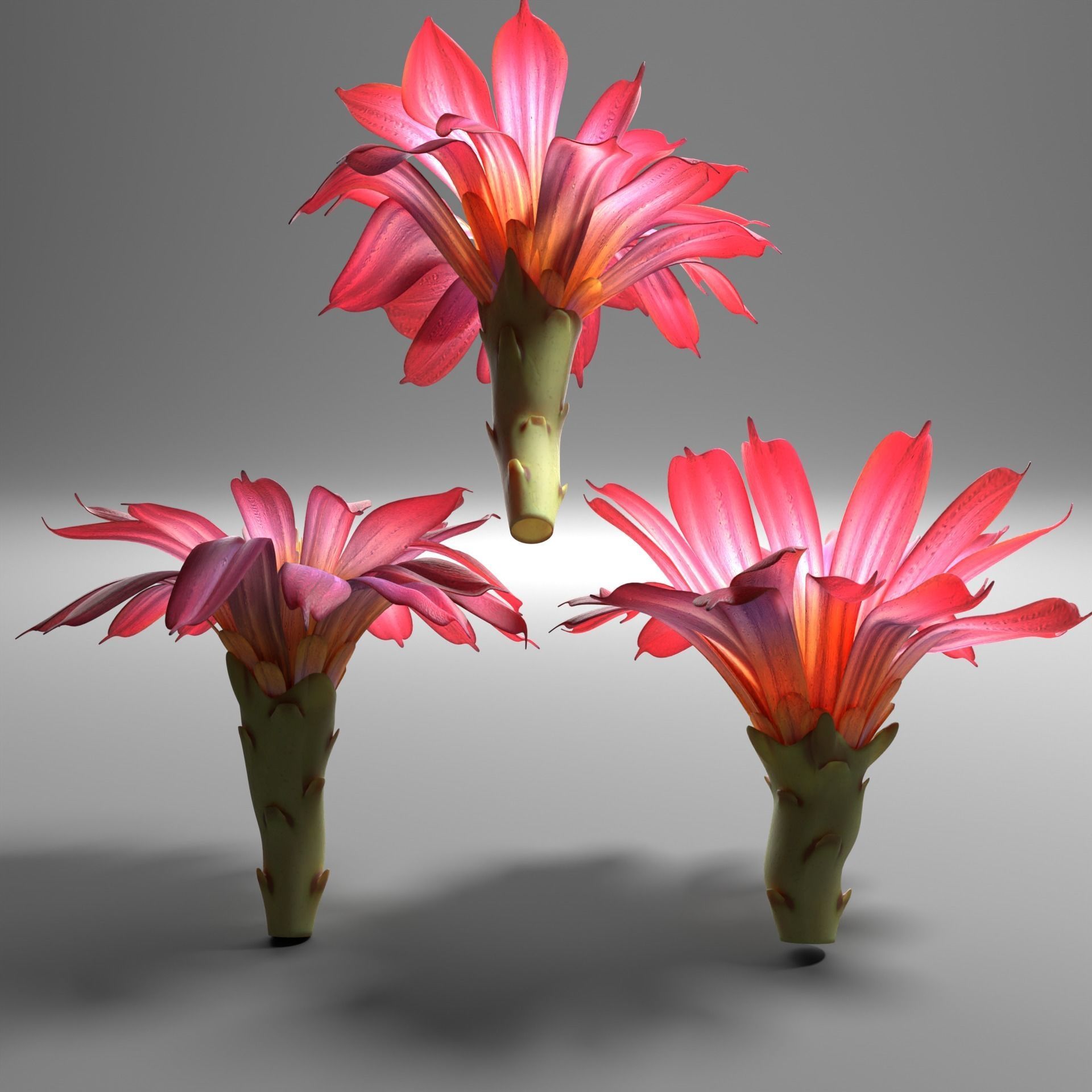 Cactus flower in bloom 3D model_2