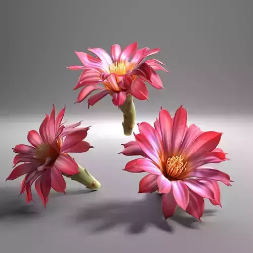 Cactus flower in bloom 3D model
