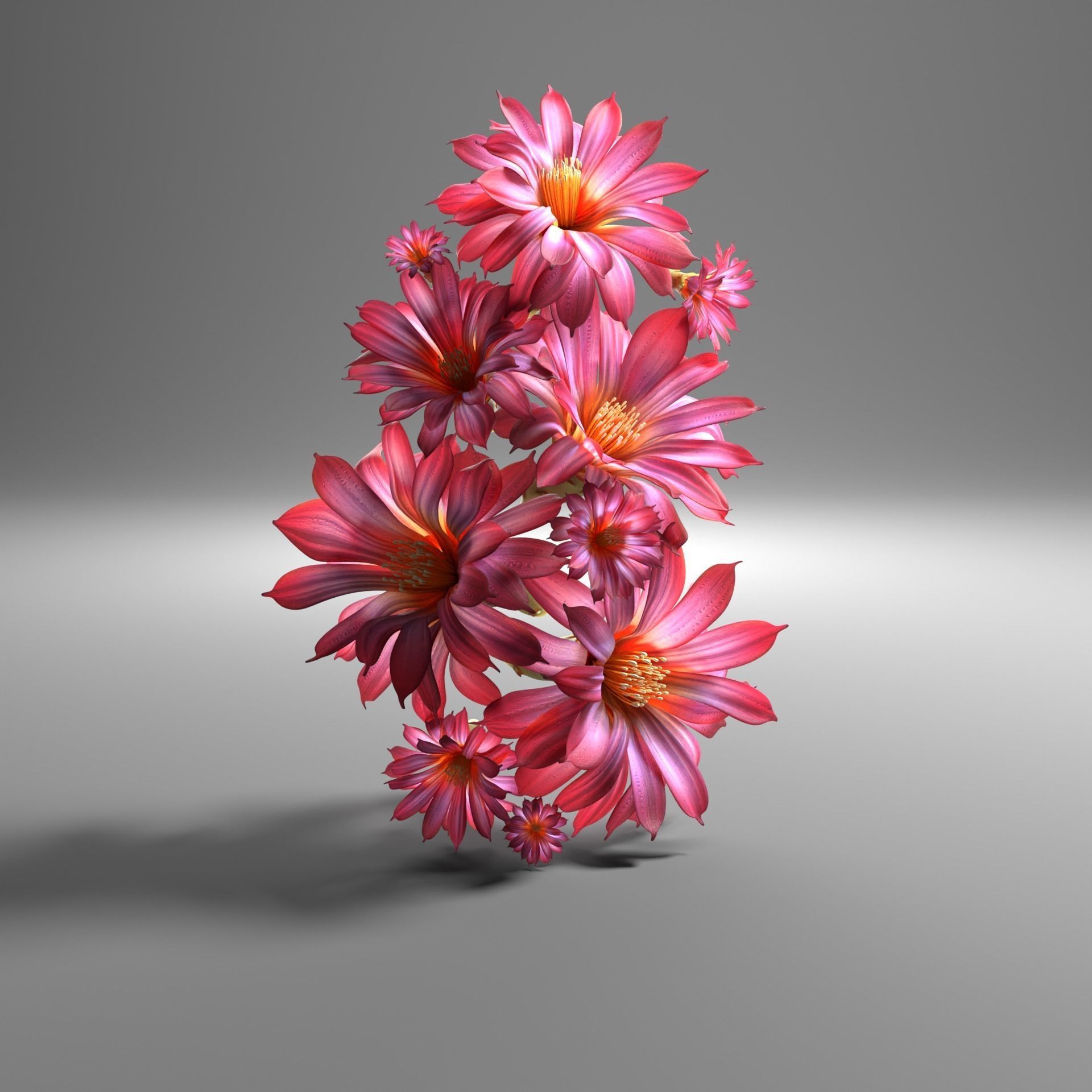 Cactus flower in bloom 3D model_4