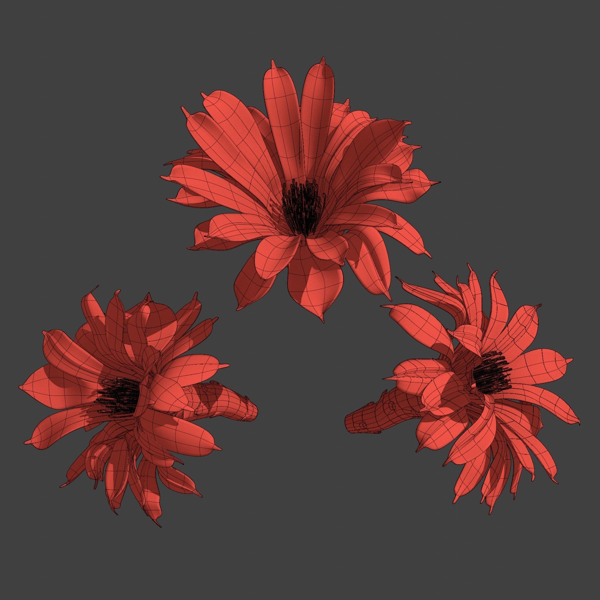 Cactus flower in bloom 3D model_6