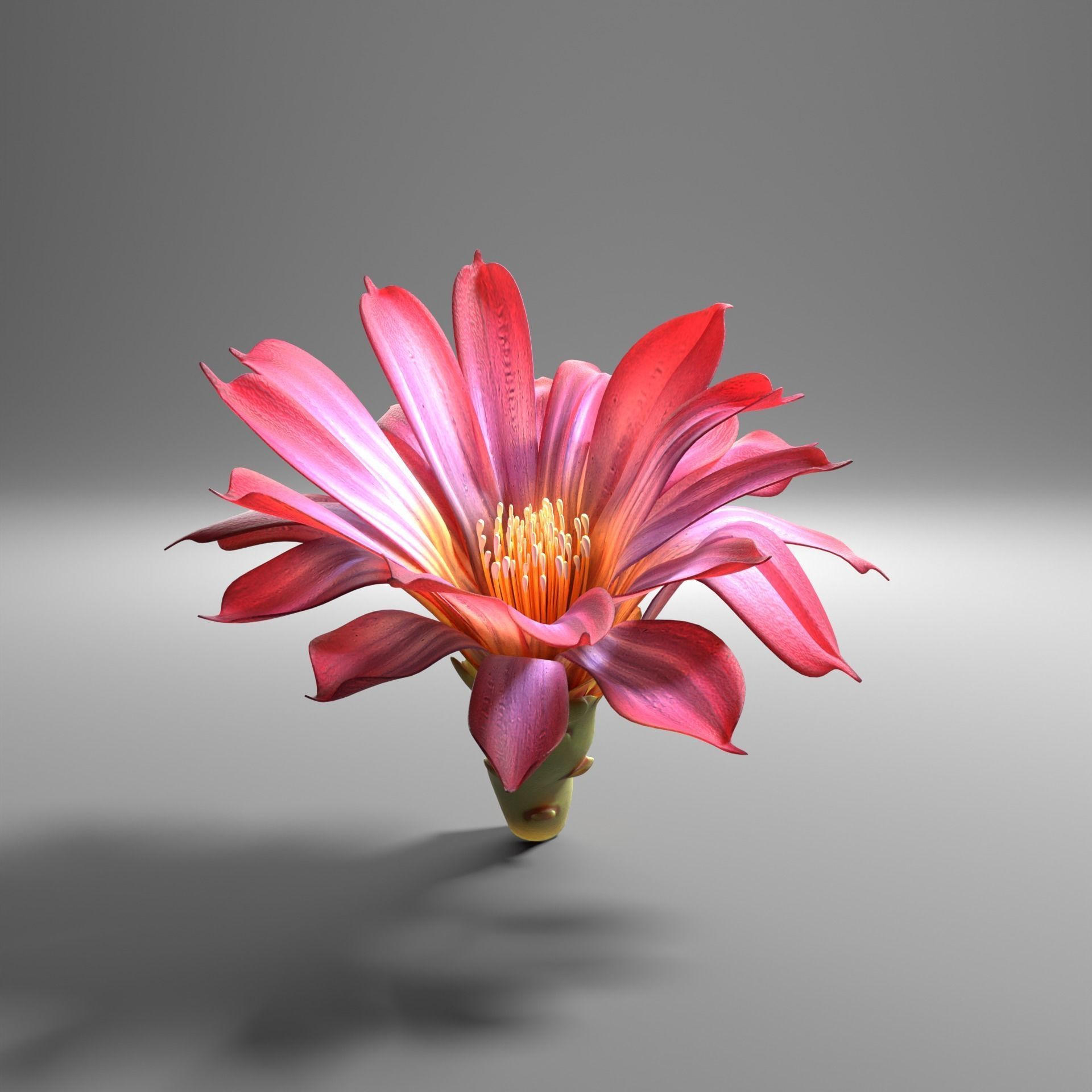 Cactus flower in bloom 3D model_3