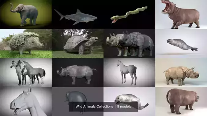 Wild Animals Collections  