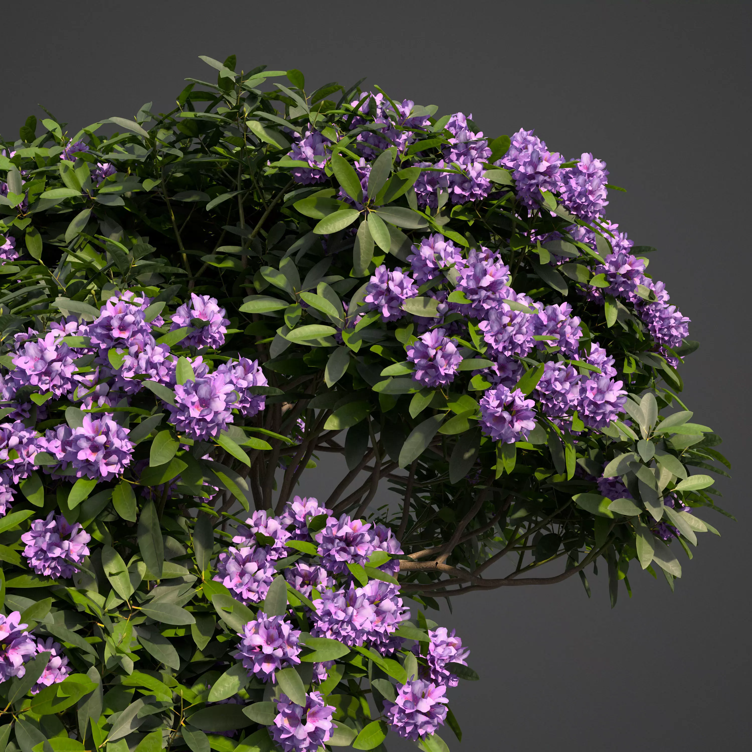 2021 PBR Common Rhododendron Collection 3D model