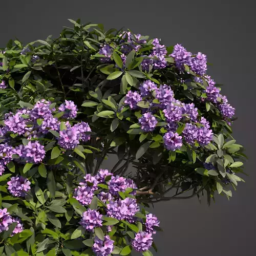 2021 PBR Common Rhododendron Collection  3D model