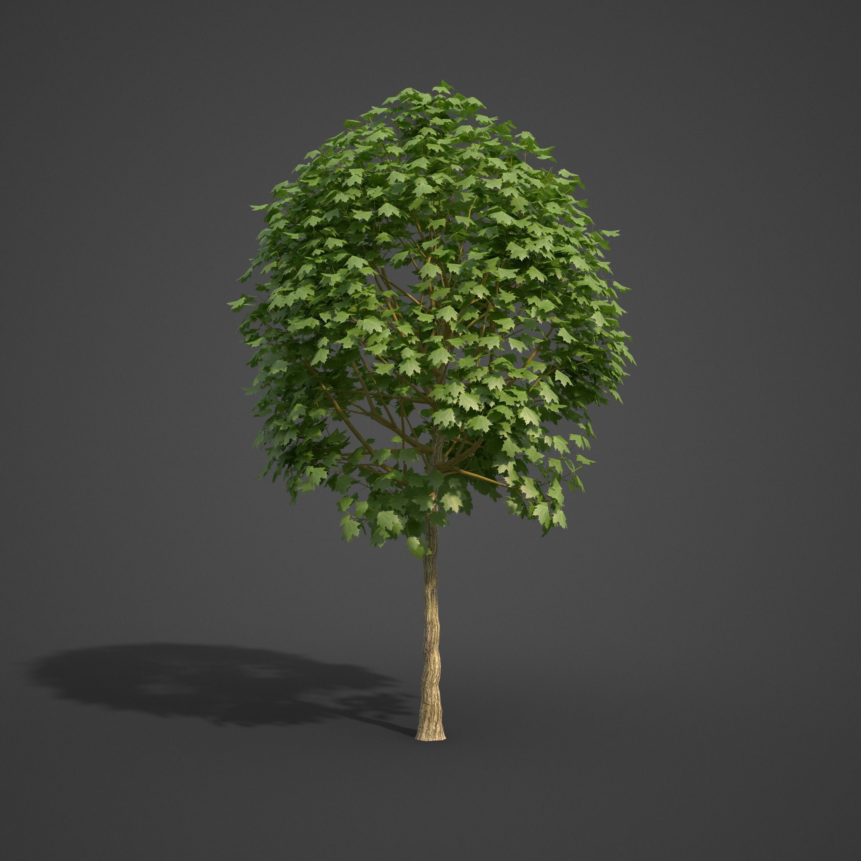 2021 PBR Norway Maple Collection- Acer Platanoides  3D model_8
