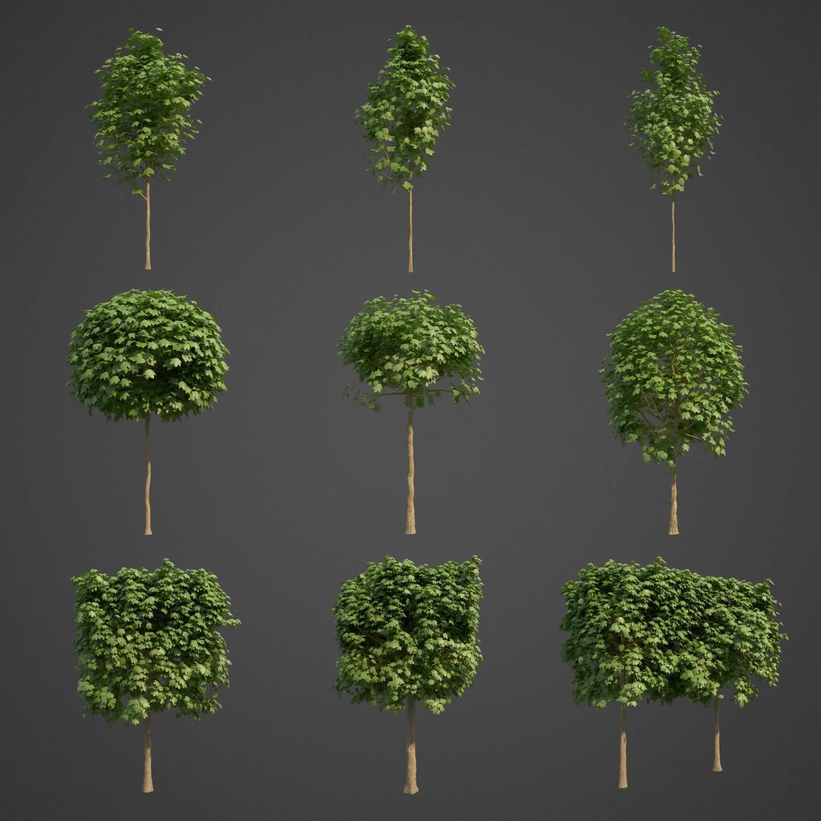 2021 PBR Norway Maple Collection- Acer Platanoides  3D model_2
