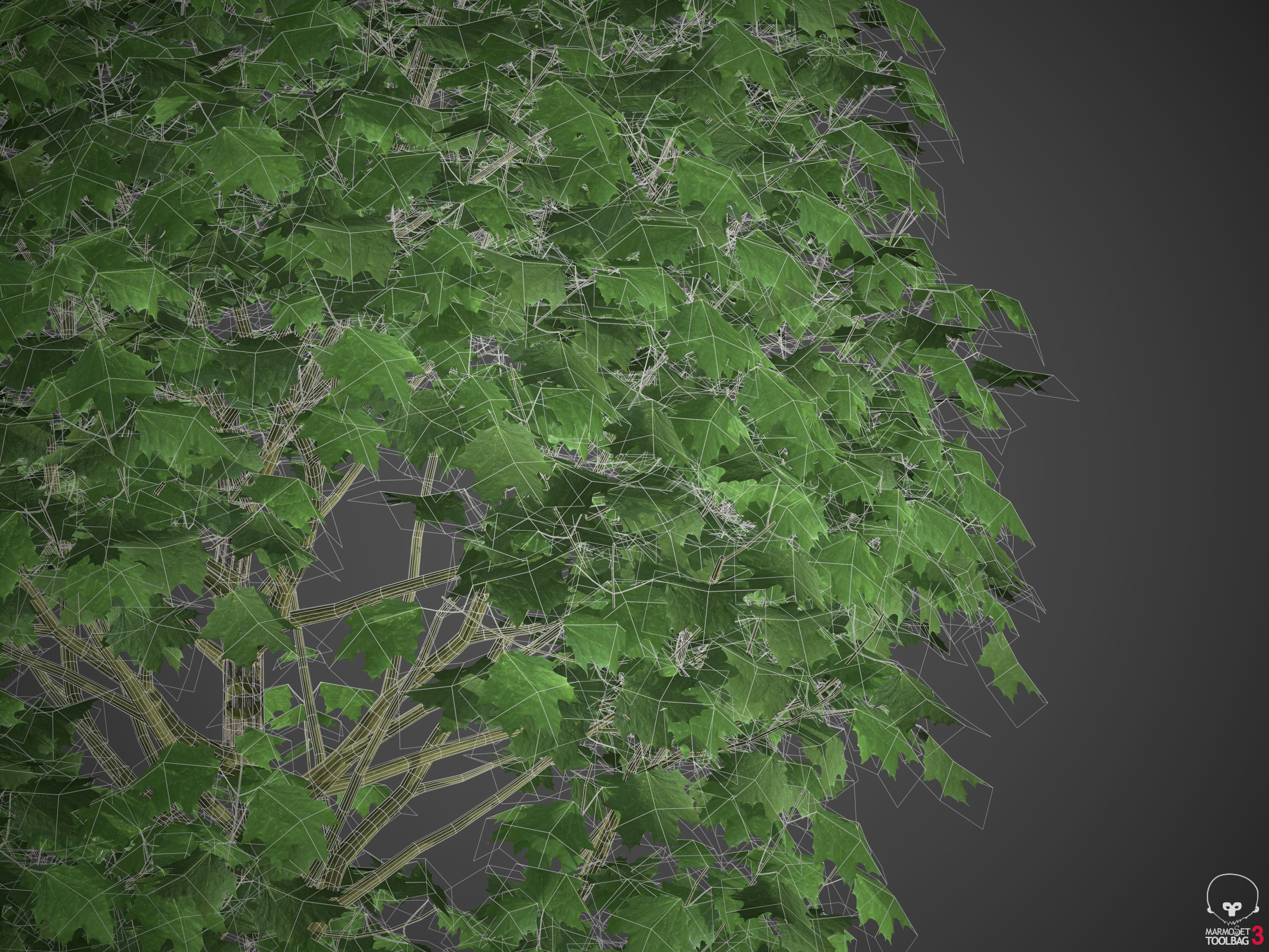 2021 PBR Norway Maple Collection- Acer Platanoides  3D model_11