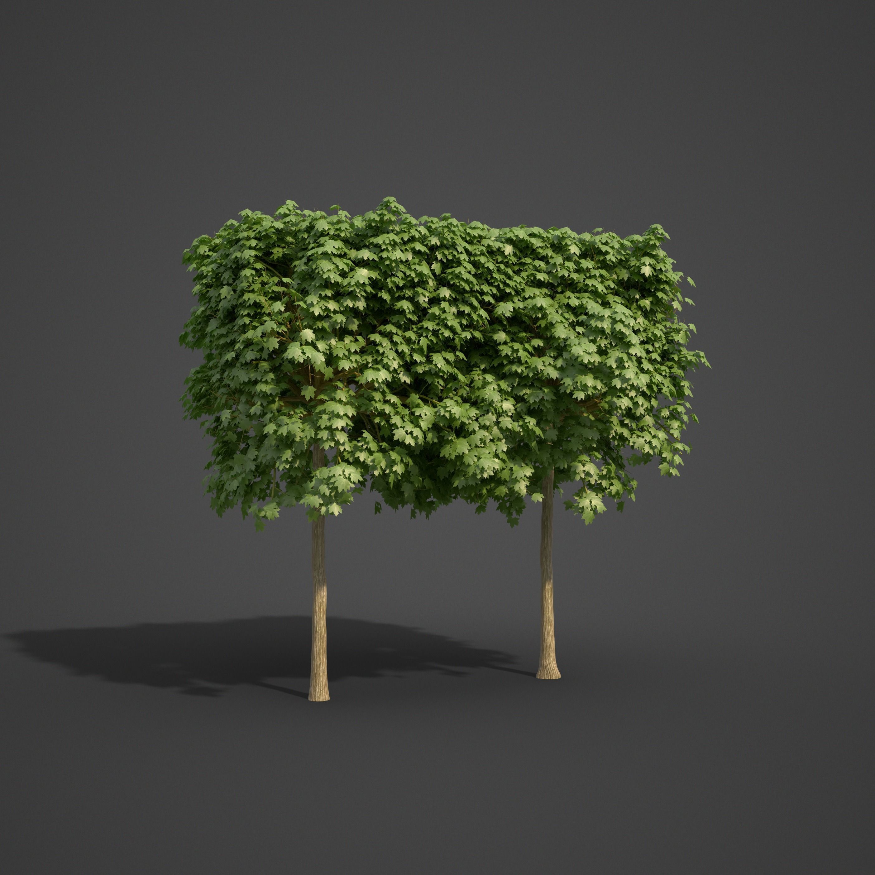 2021 PBR Norway Maple Collection- Acer Platanoides  3D model_5