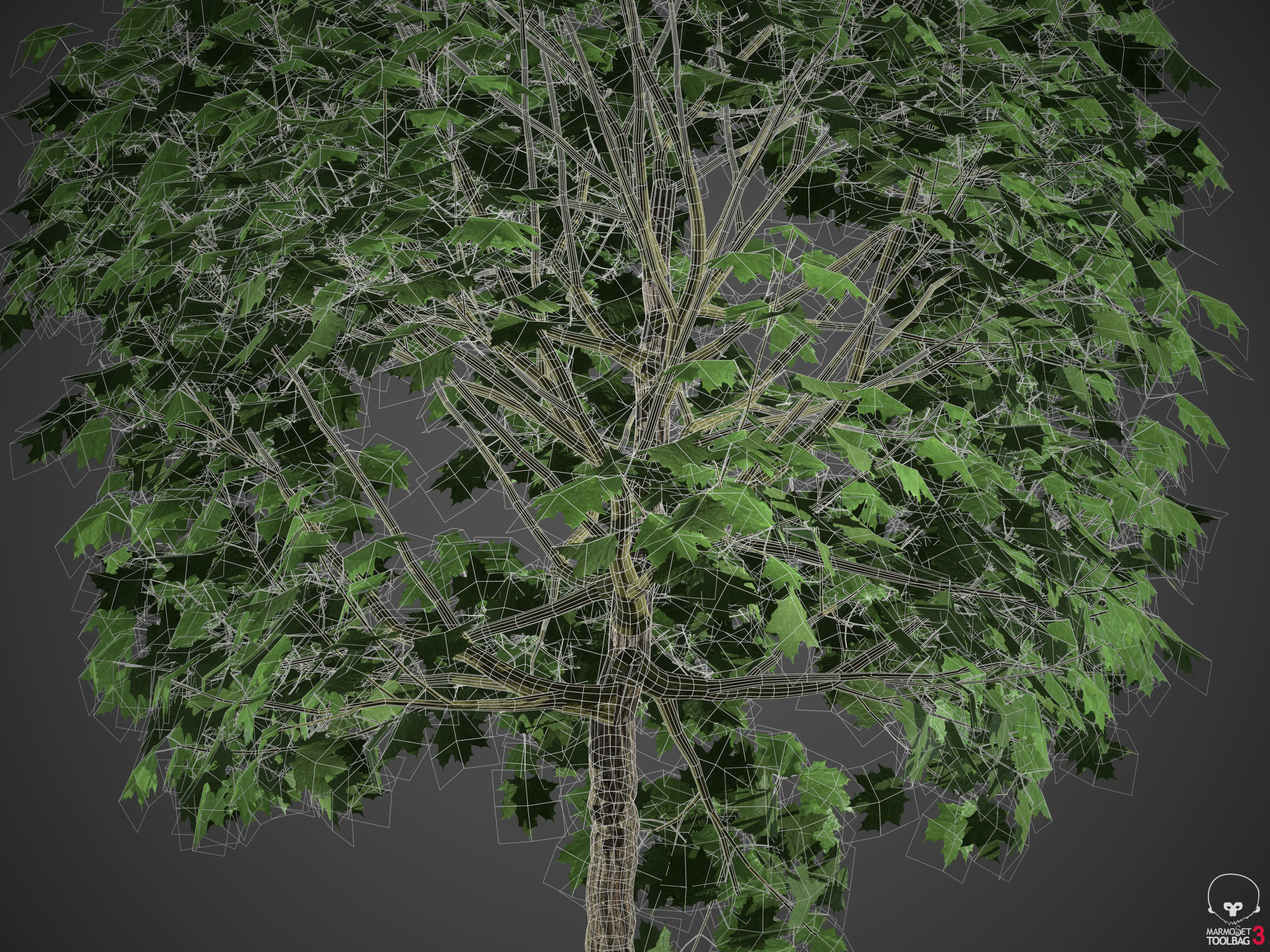 2021 PBR Norway Maple Collection- Acer Platanoides  3D model_12