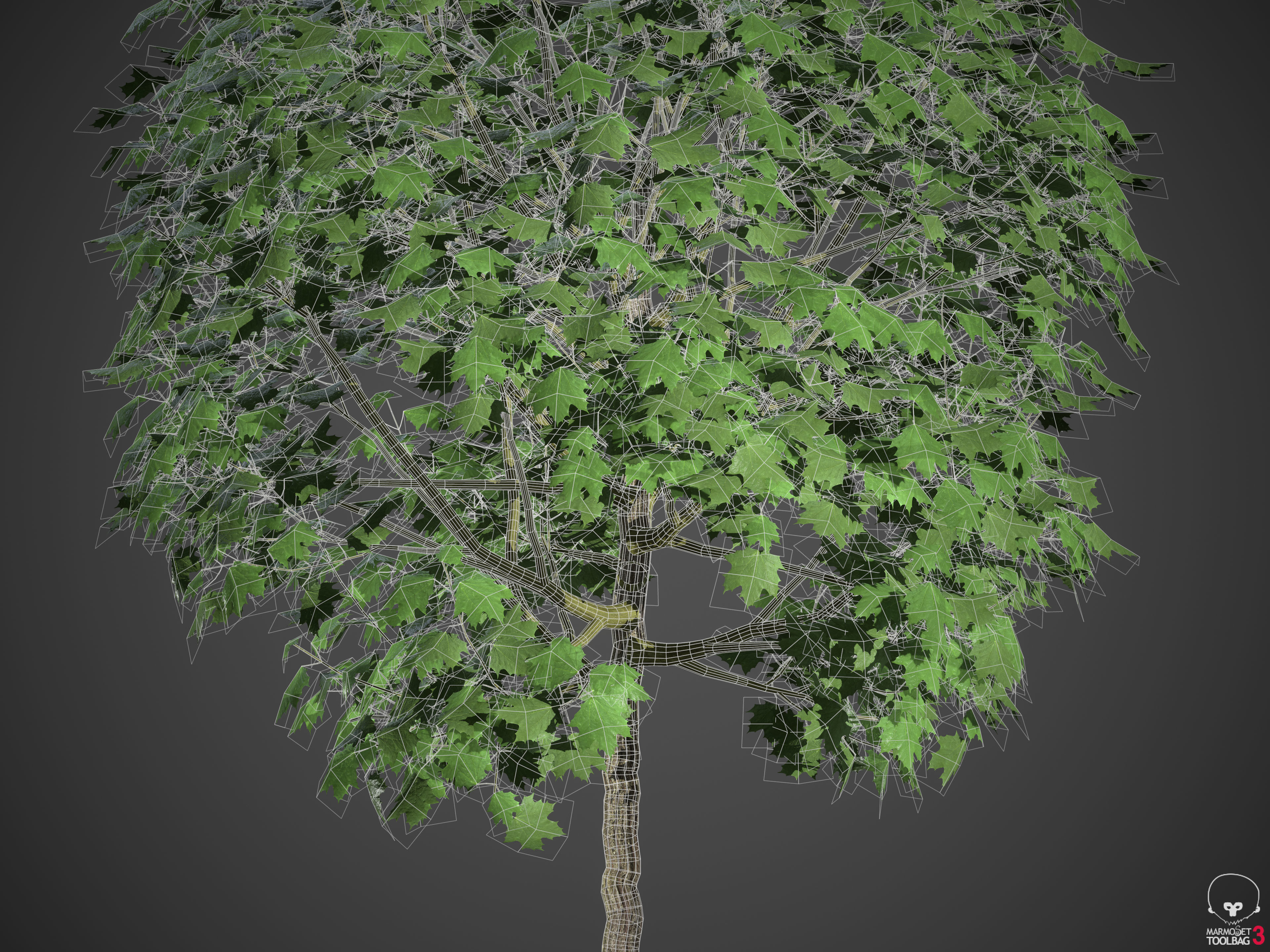 2021 PBR Norway Maple Collection- Acer Platanoides  3D model_9