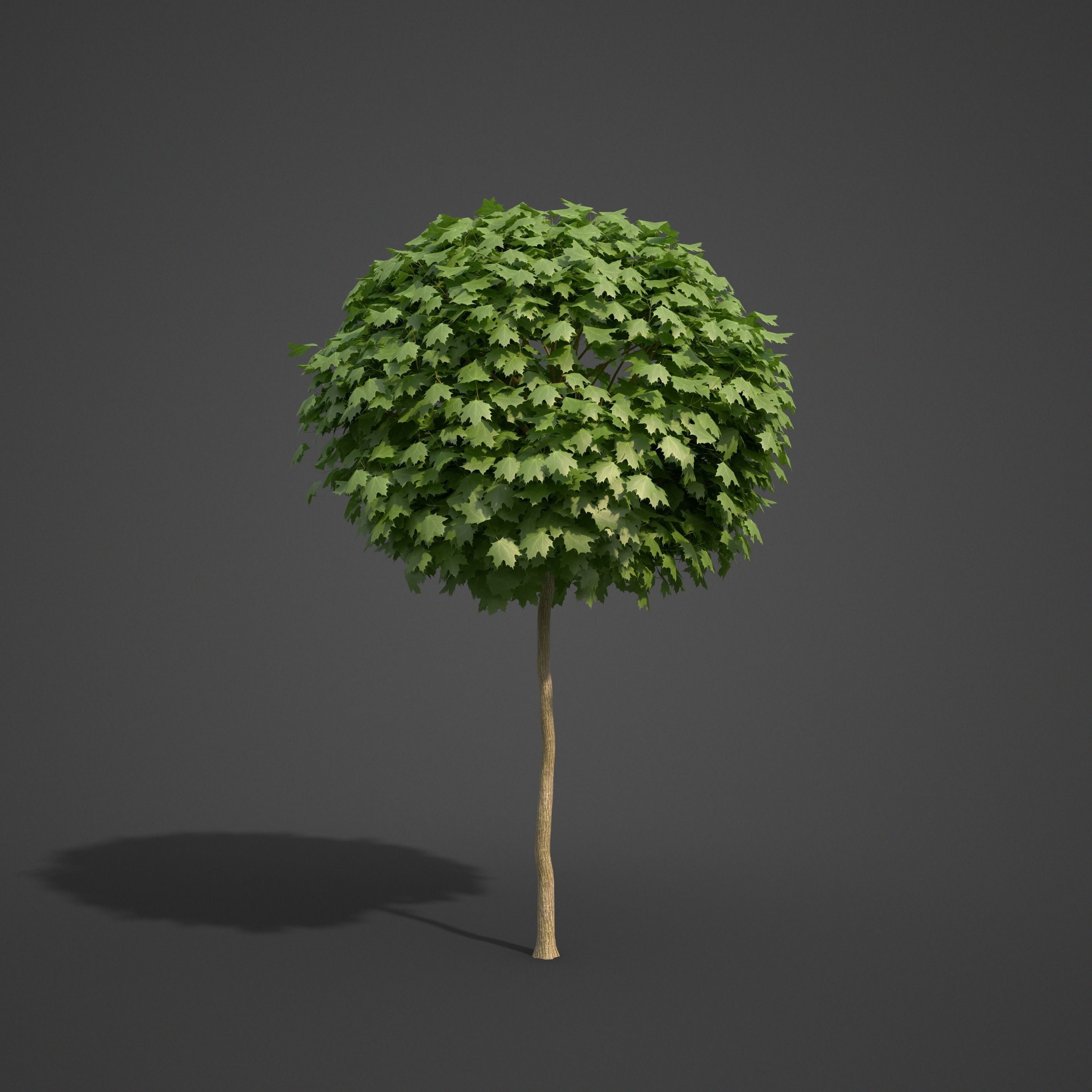 2021 PBR Norway Maple Collection- Acer Platanoides  3D model_6