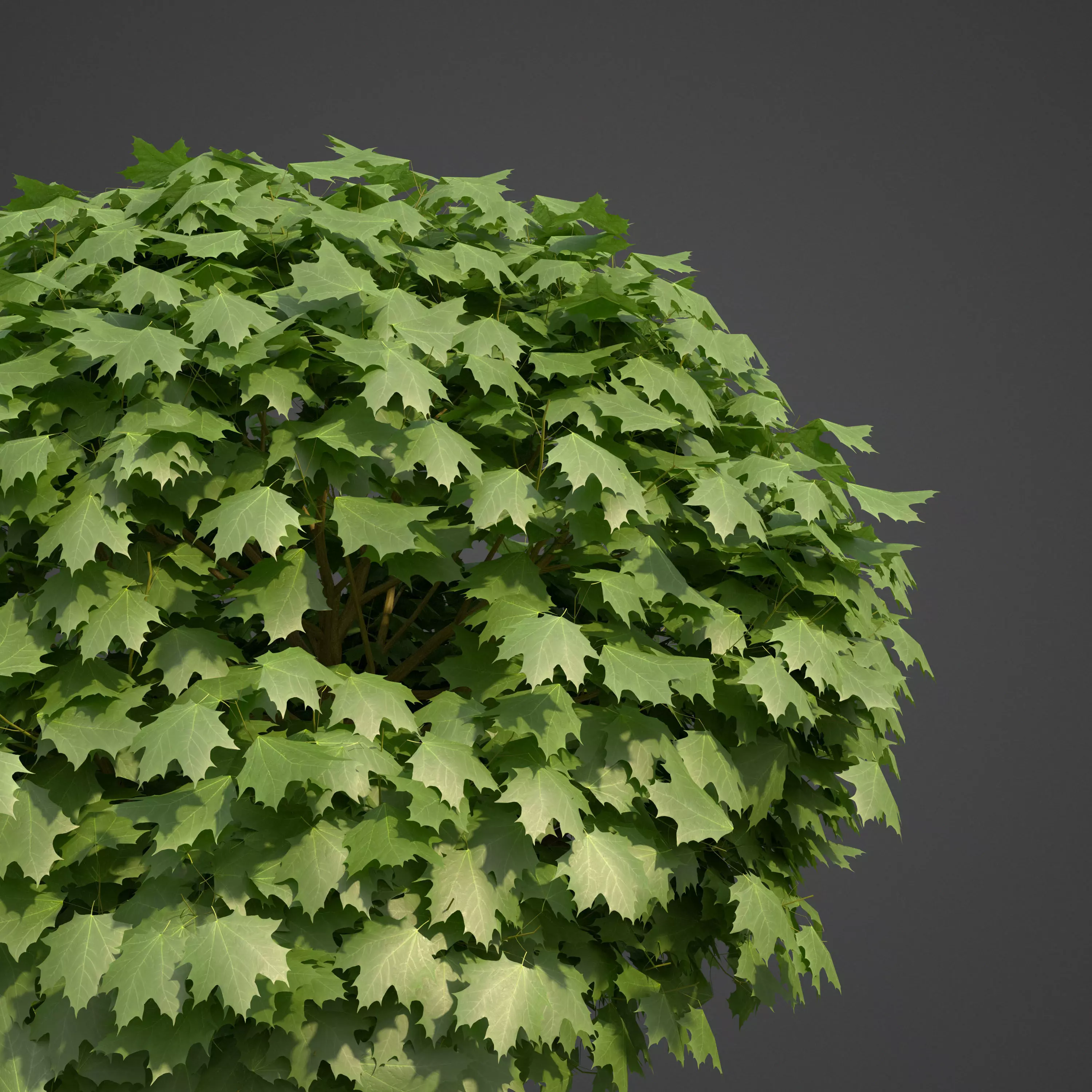 2021 PBR Norway Maple Collection- Acer Platanoides  3D model_0