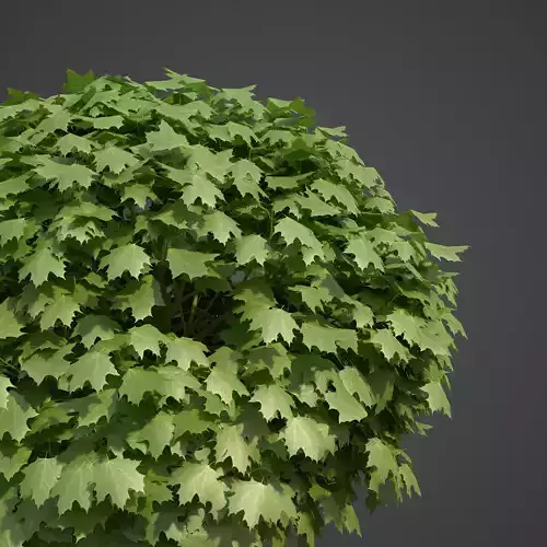 2021 PBR Norway Maple Collection- Acer Platanoides  3D model
