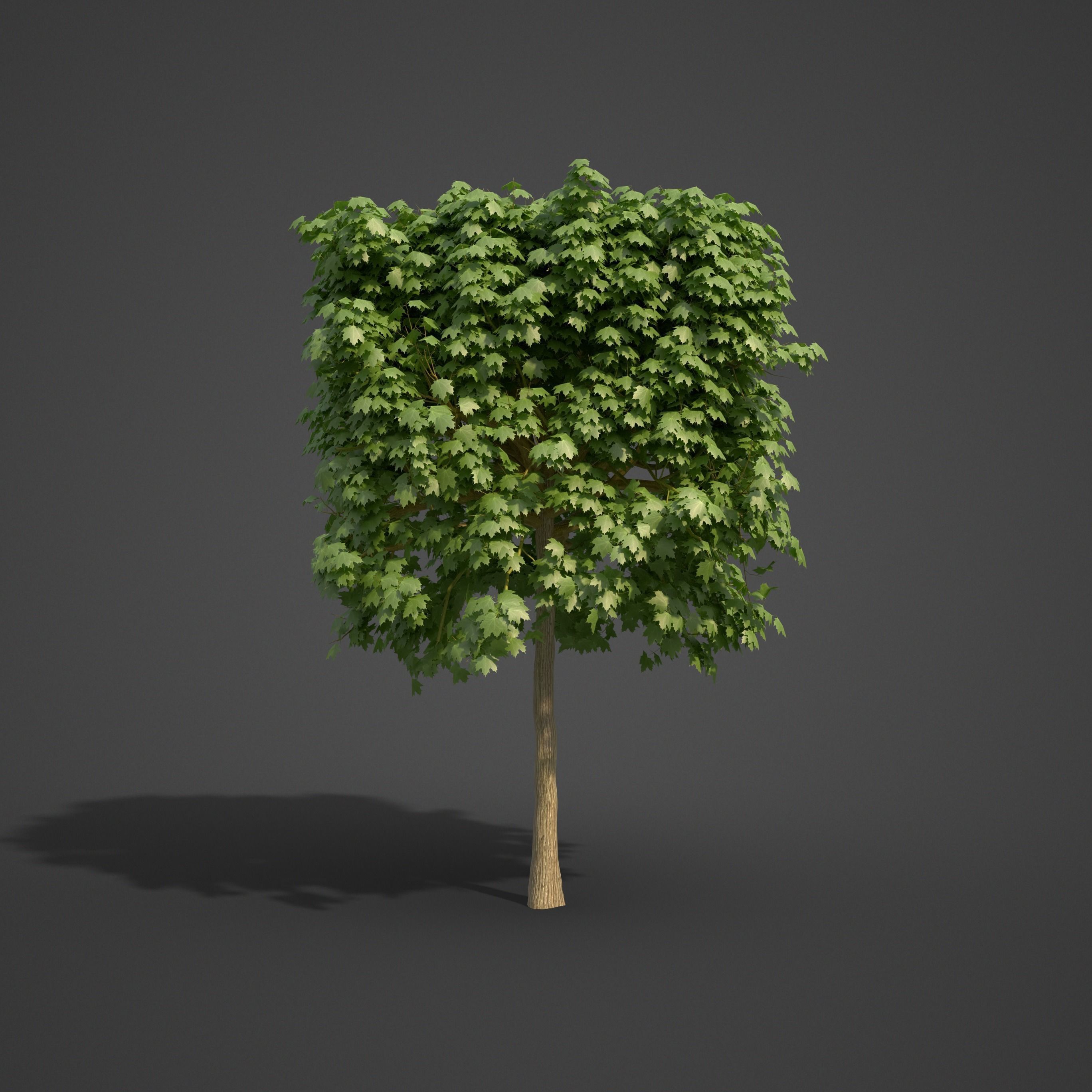 2021 PBR Norway Maple Collection- Acer Platanoides  3D model_7