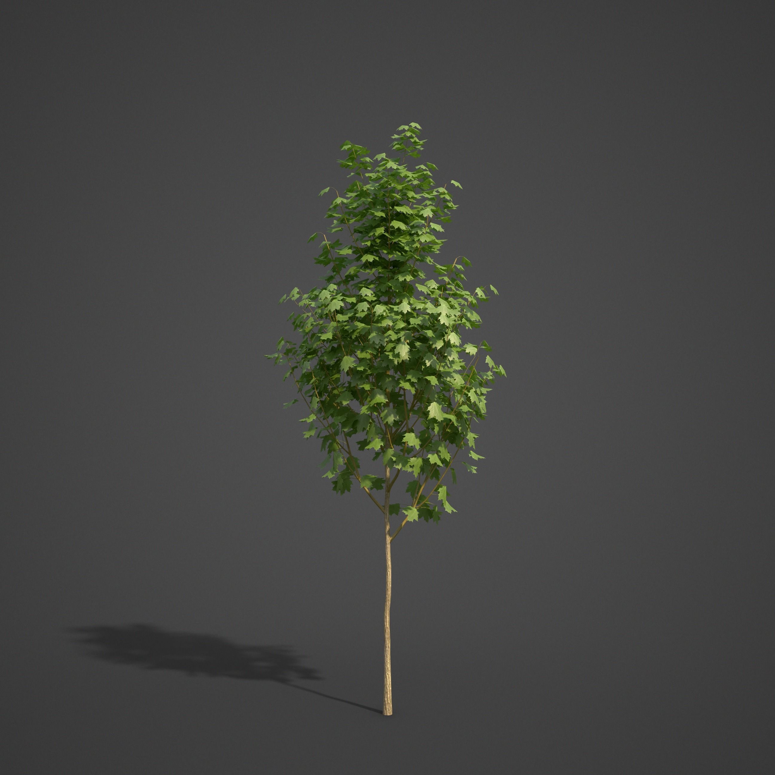 2021 PBR Norway Maple Collection- Acer Platanoides  3D model_4