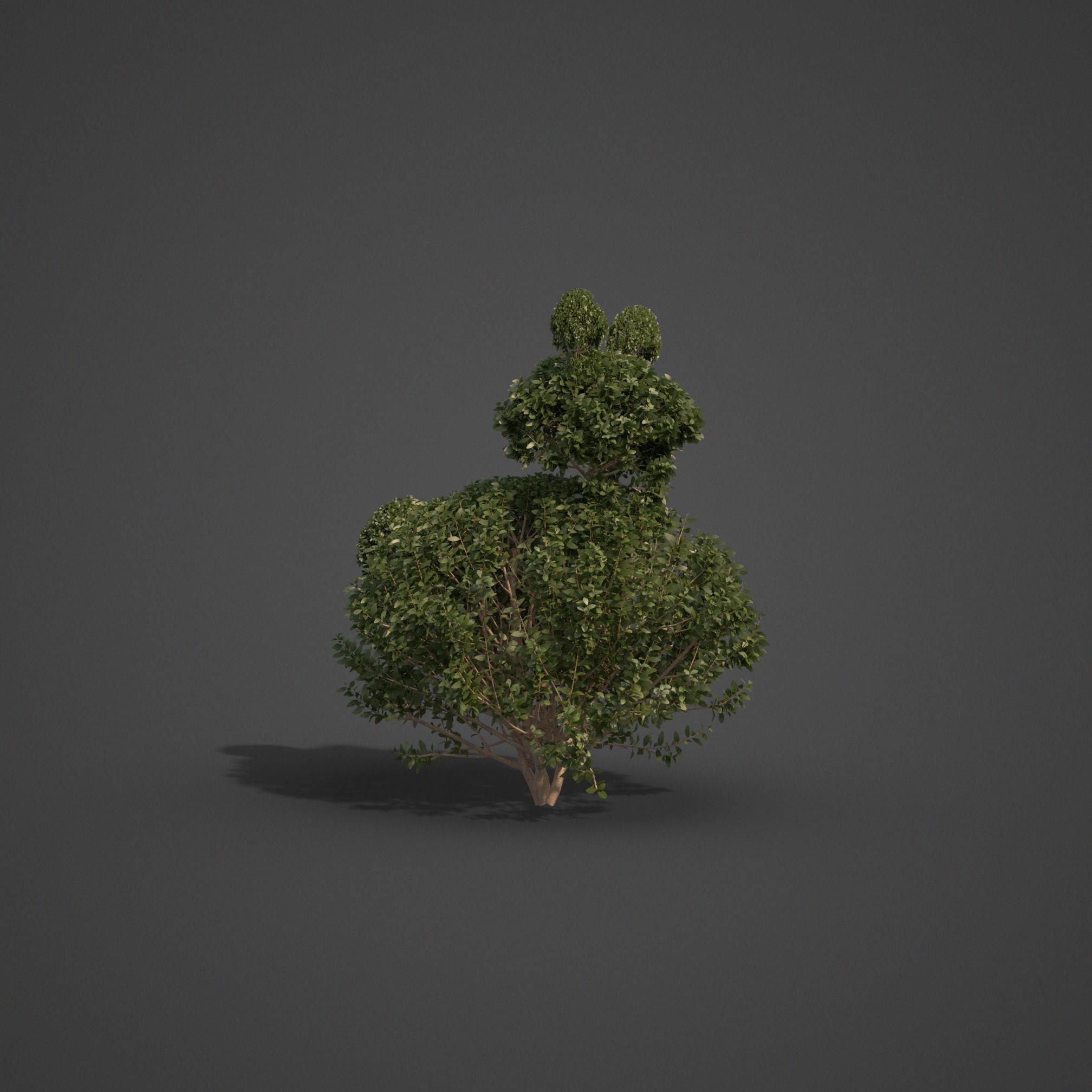 2021 PBR Common Boxwood Collection - Buxus Sempervirens 3D model_7