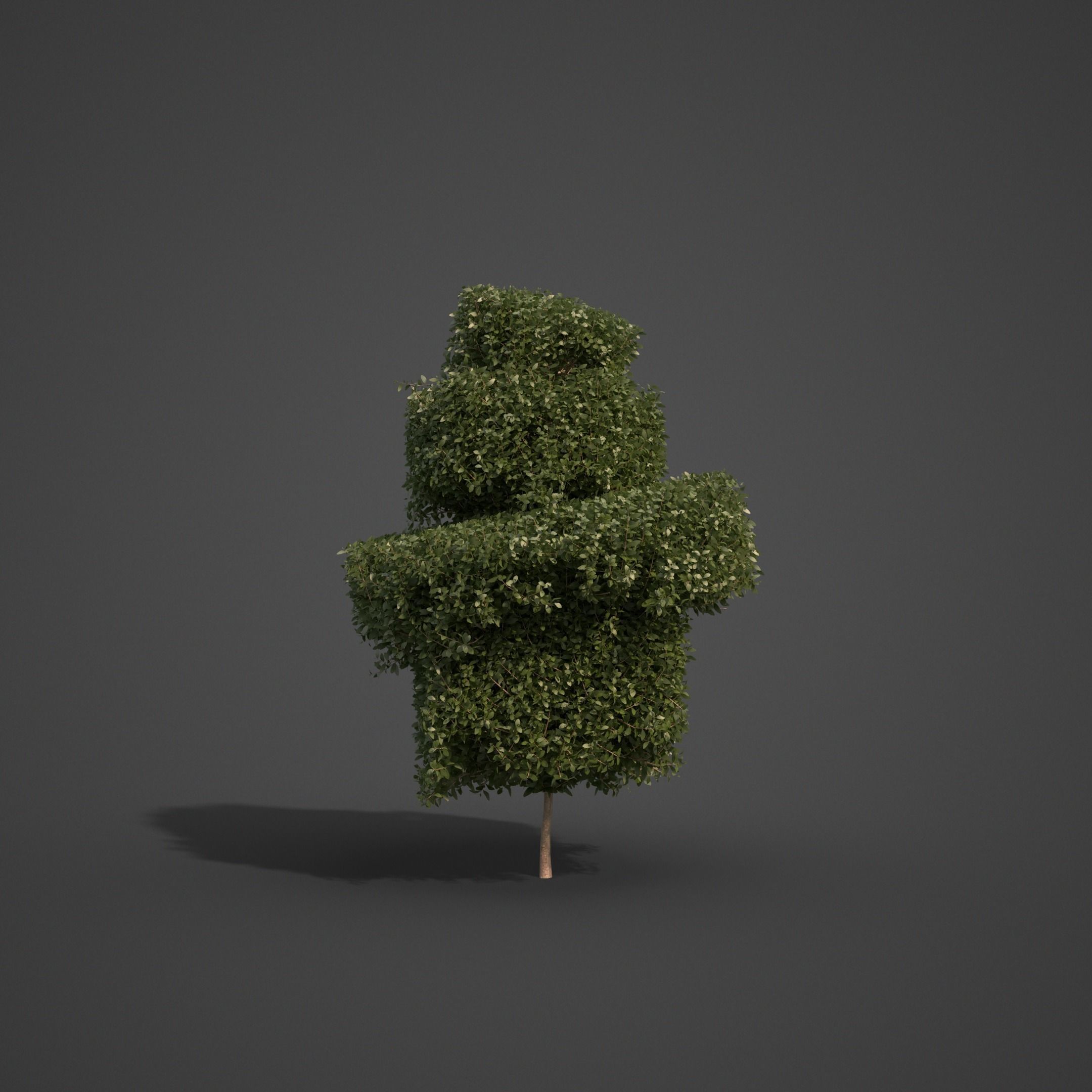 2021 PBR Common Boxwood Collection - Buxus Sempervirens 3D model_6