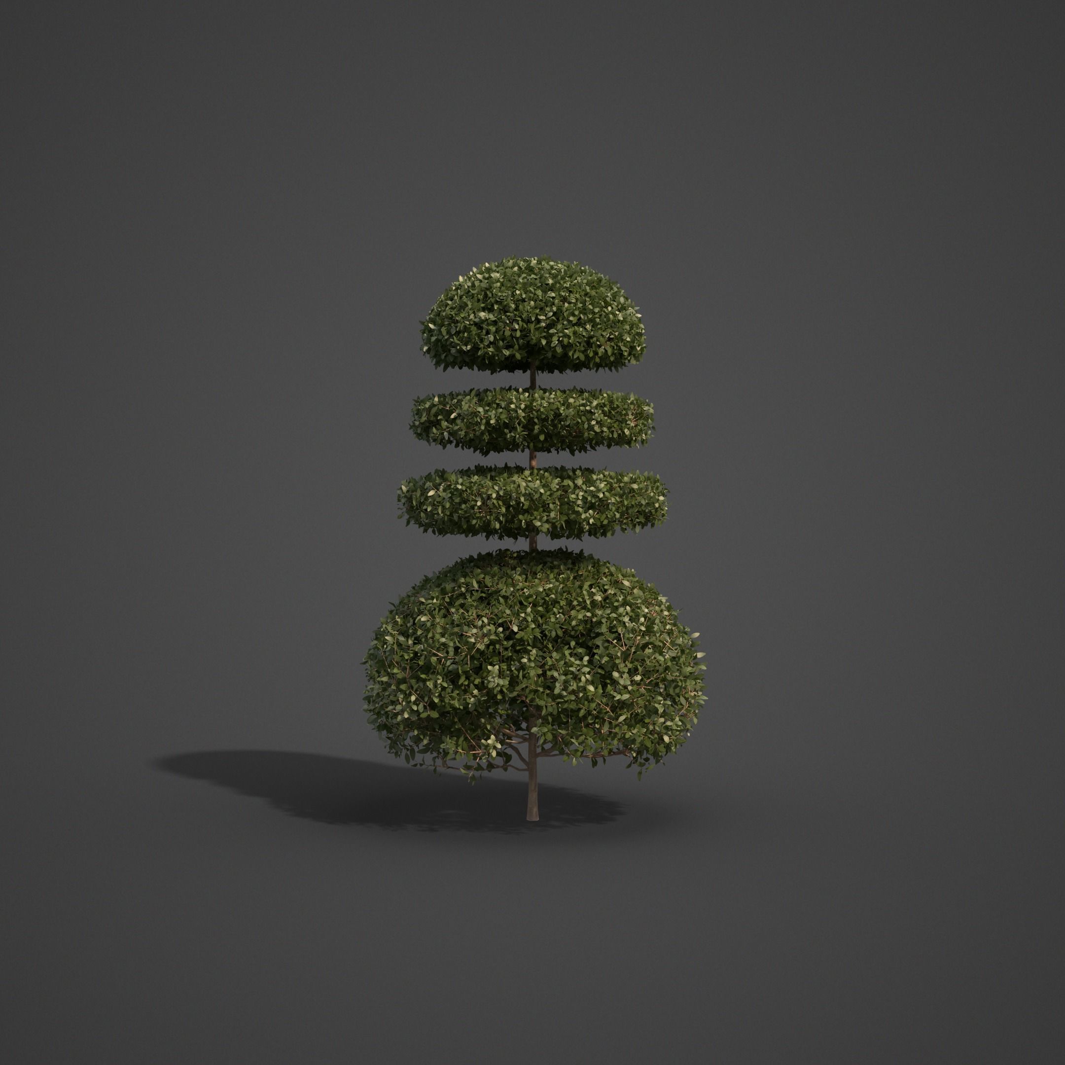 2021 PBR Common Boxwood Collection - Buxus Sempervirens 3D model_5