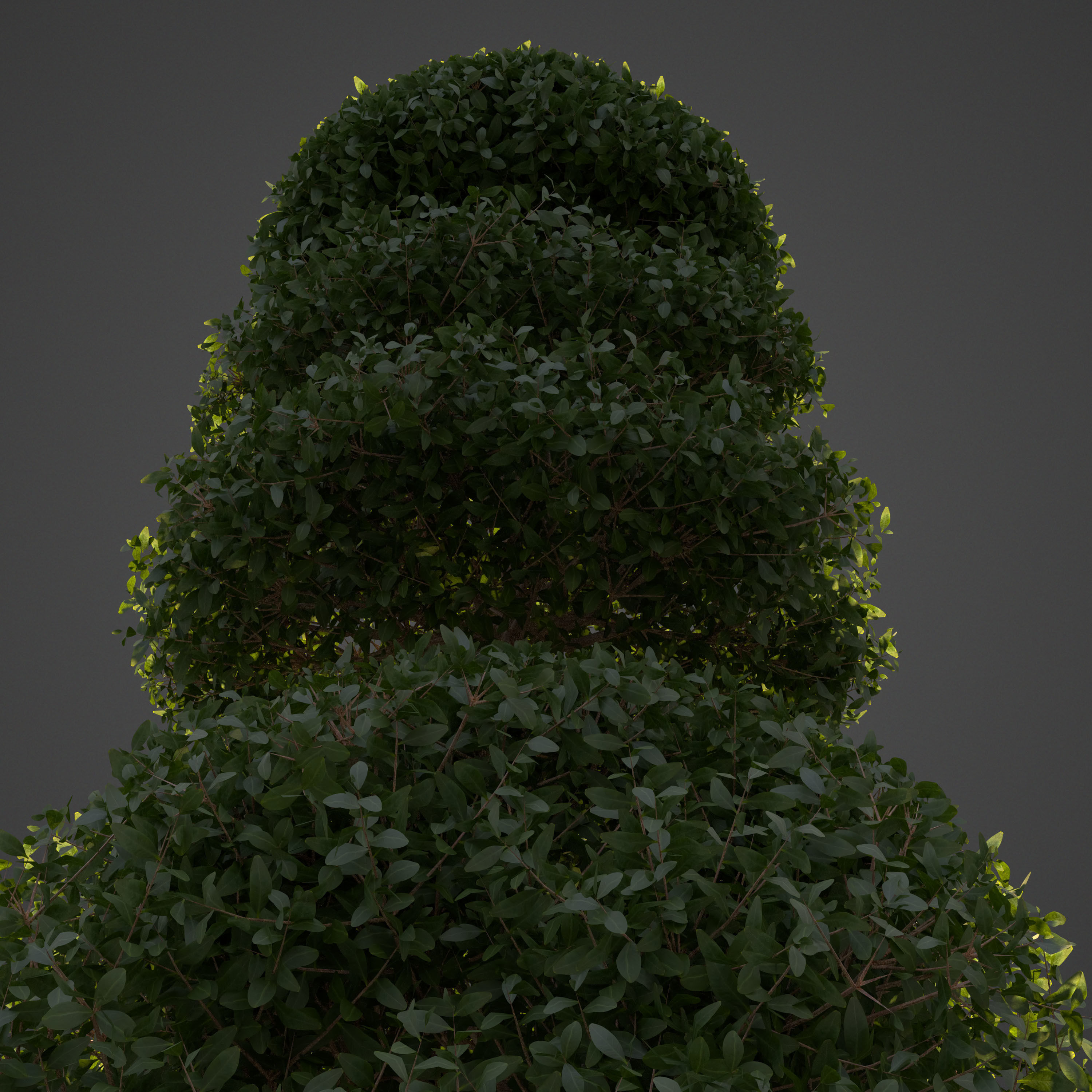 2021 PBR Common Boxwood Collection - Buxus Sempervirens 3D model_8