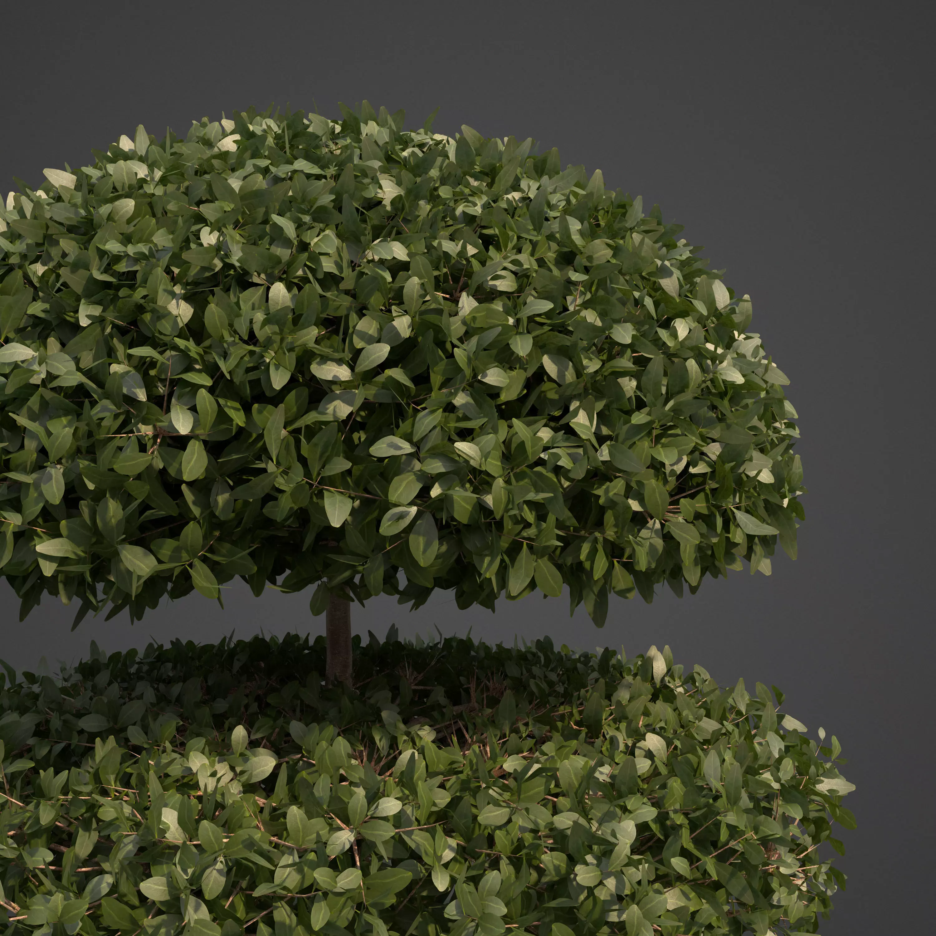 2021 PBR Common Boxwood Collection - Buxus Sempervirens 3D model_0