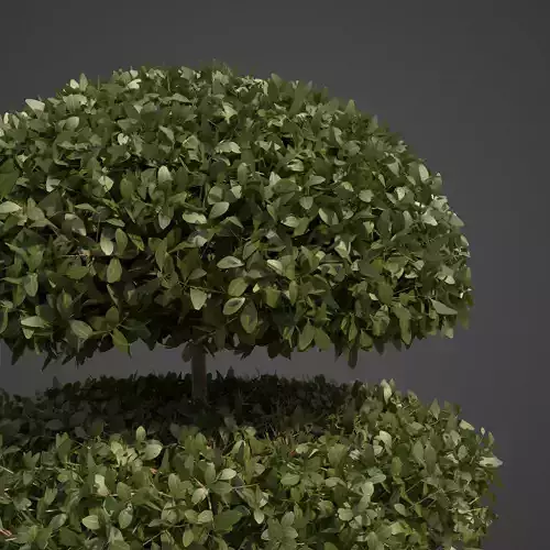 2021 PBR Common Boxwood Collection - Buxus Sempervirens  3D model