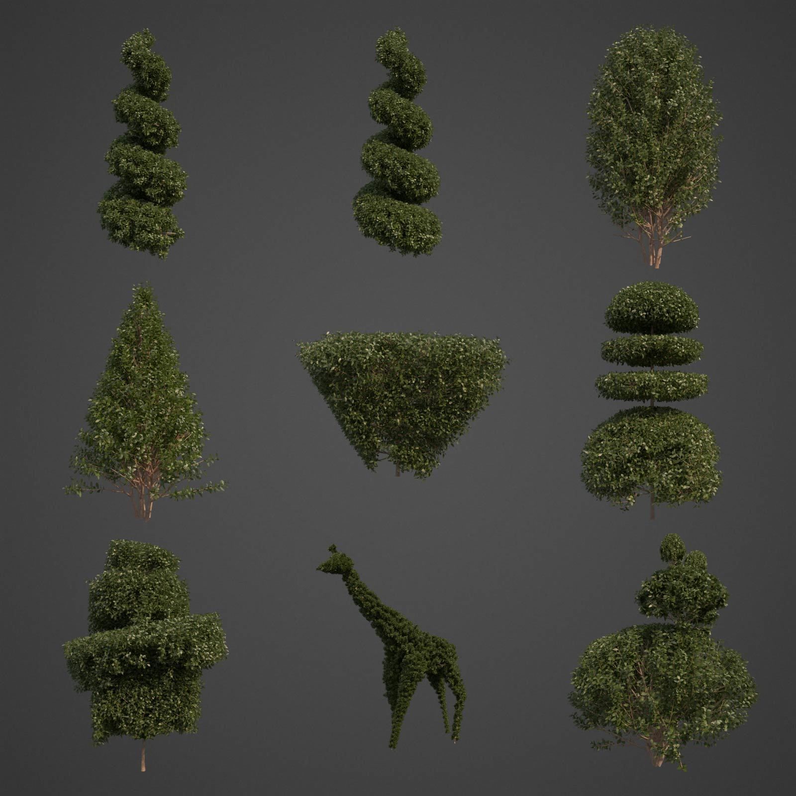 2021 PBR Common Boxwood Collection - Buxus Sempervirens 3D model_2