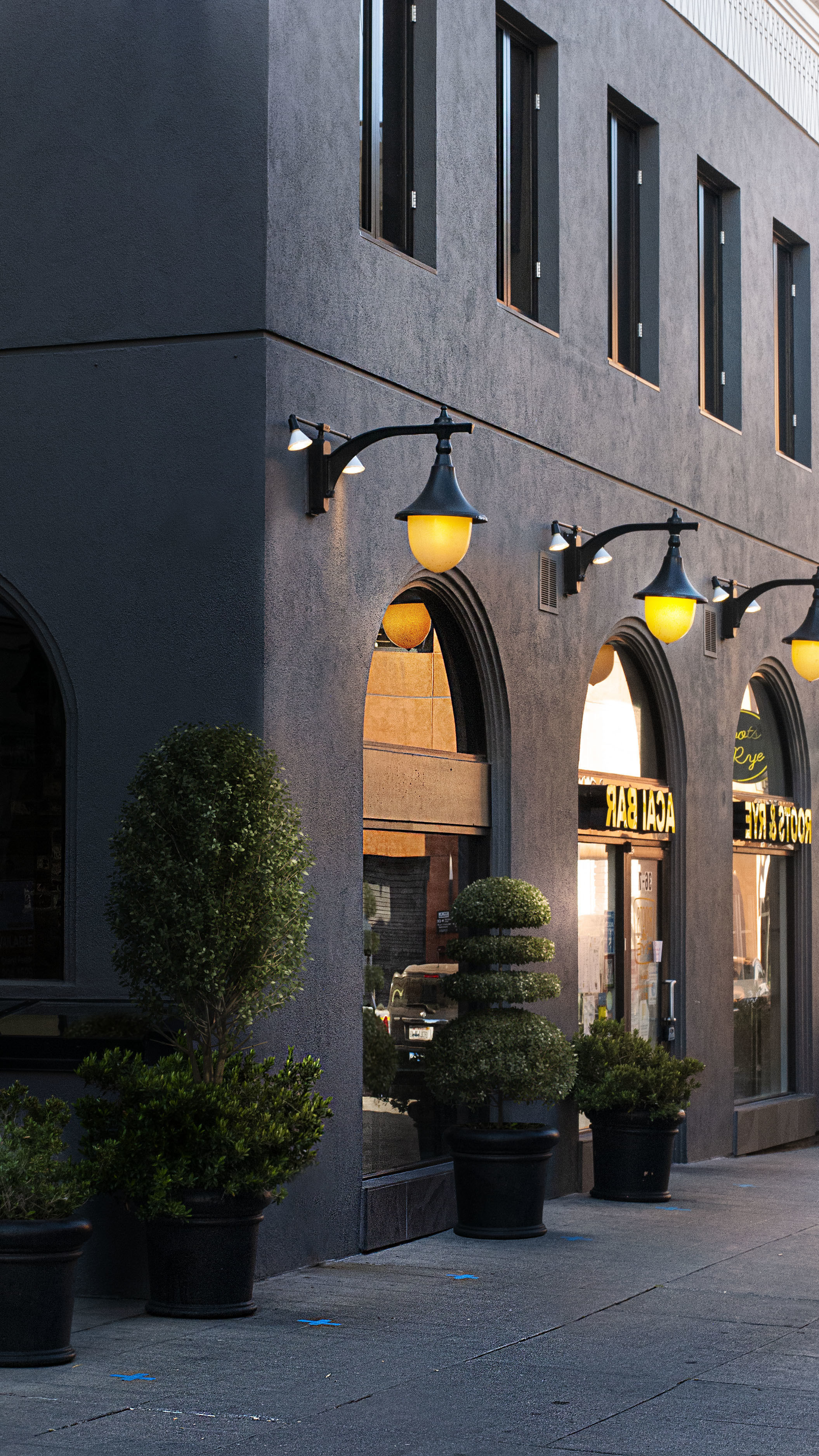 2021 PBR Common Boxwood Collection - Buxus Sempervirens 3D model_3