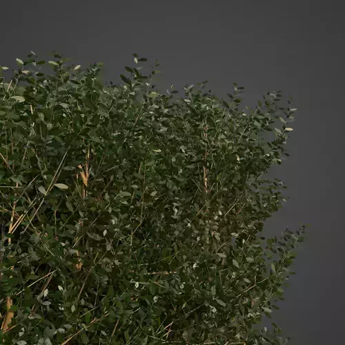 2021 PBR Common Boxwood Hedges Collection  3D model