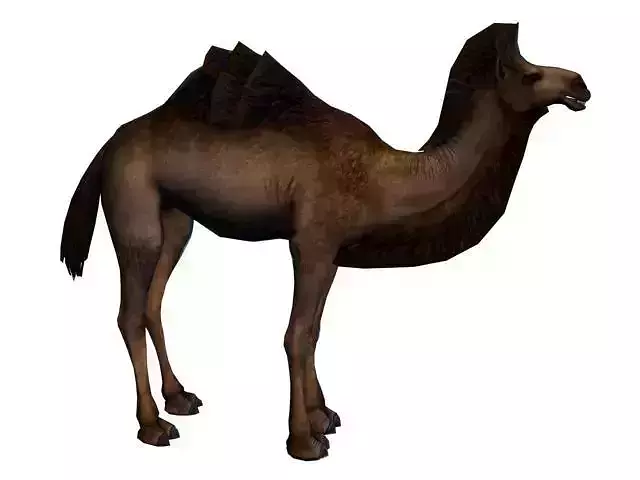 The Camel Low Poly 3D model