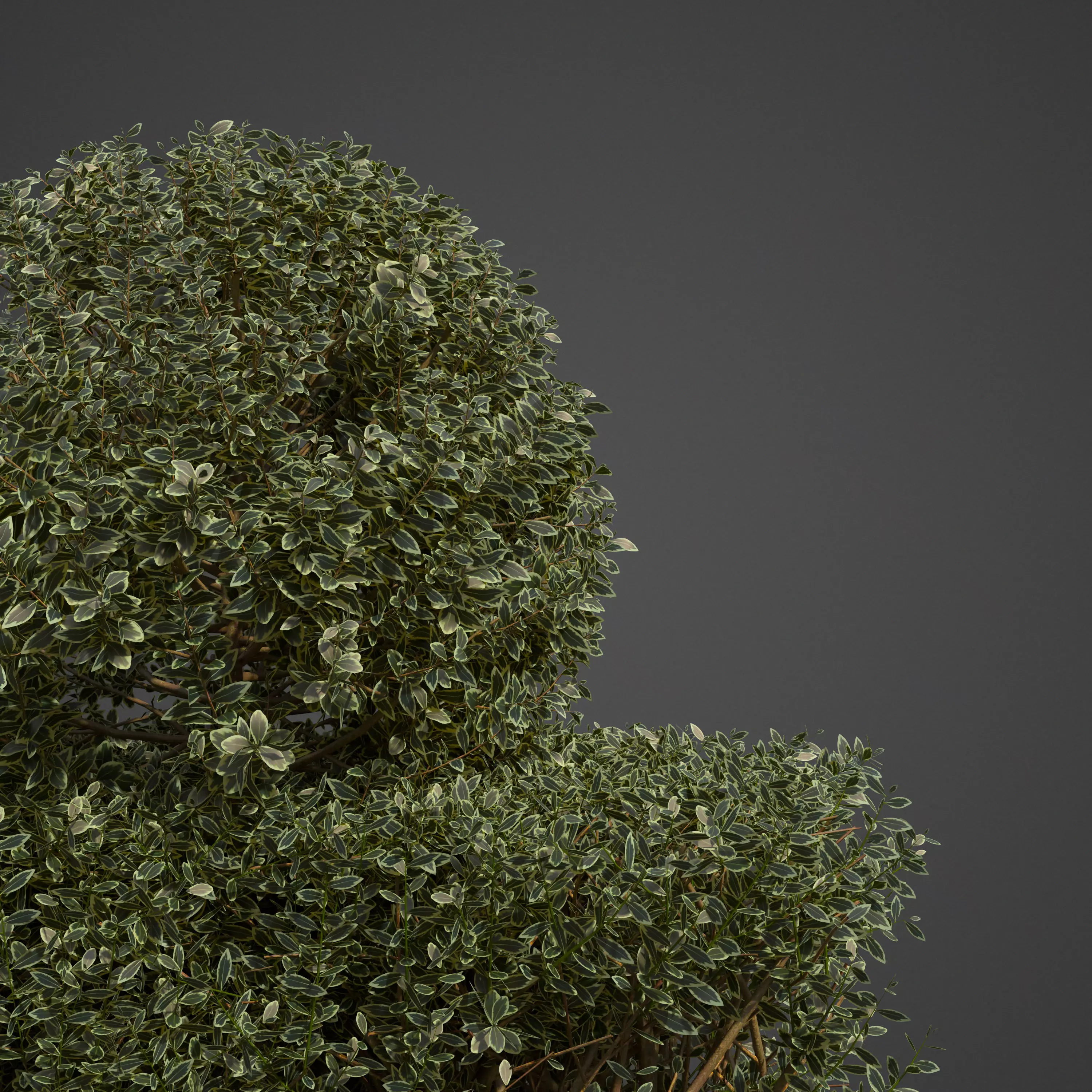 20201 PBR Golden-leaved Boxwood Collection 3D model_0