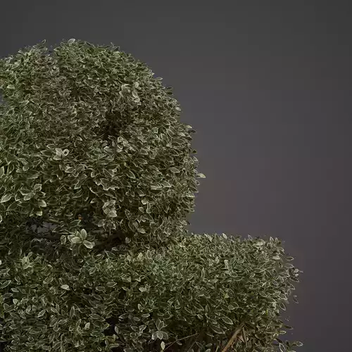 20201 PBR Golden-leaved Boxwood Collection  3D model
