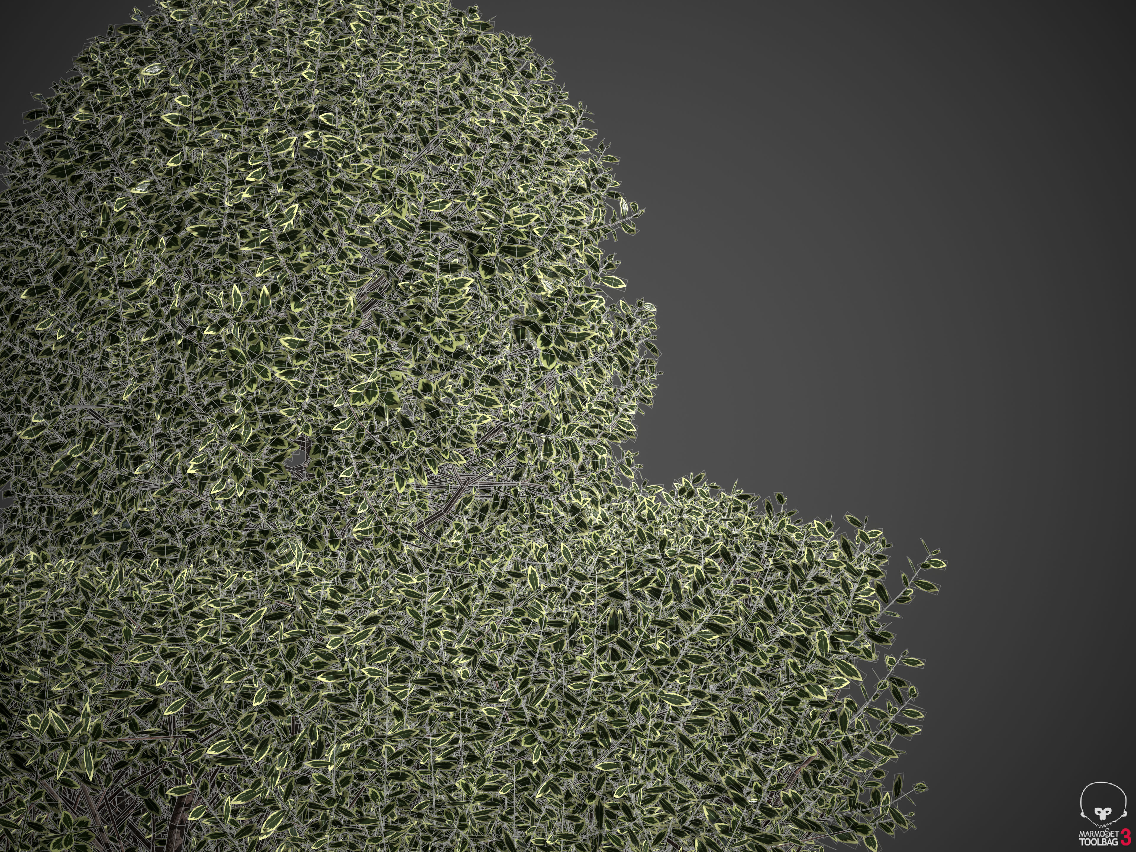 20201 PBR Golden-leaved Boxwood Collection 3D model_9