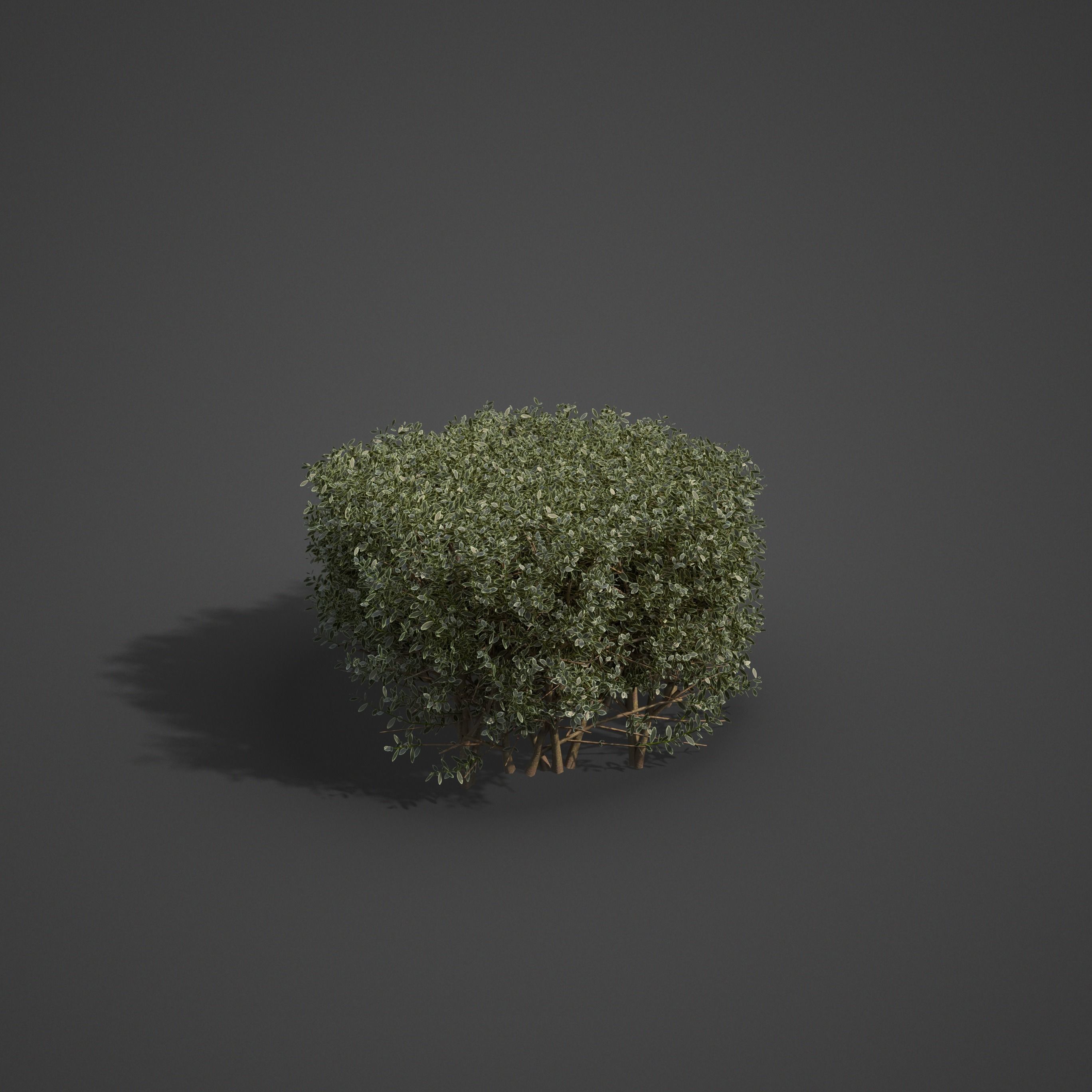 20201 PBR Golden-leaved Boxwood Collection 3D model_4