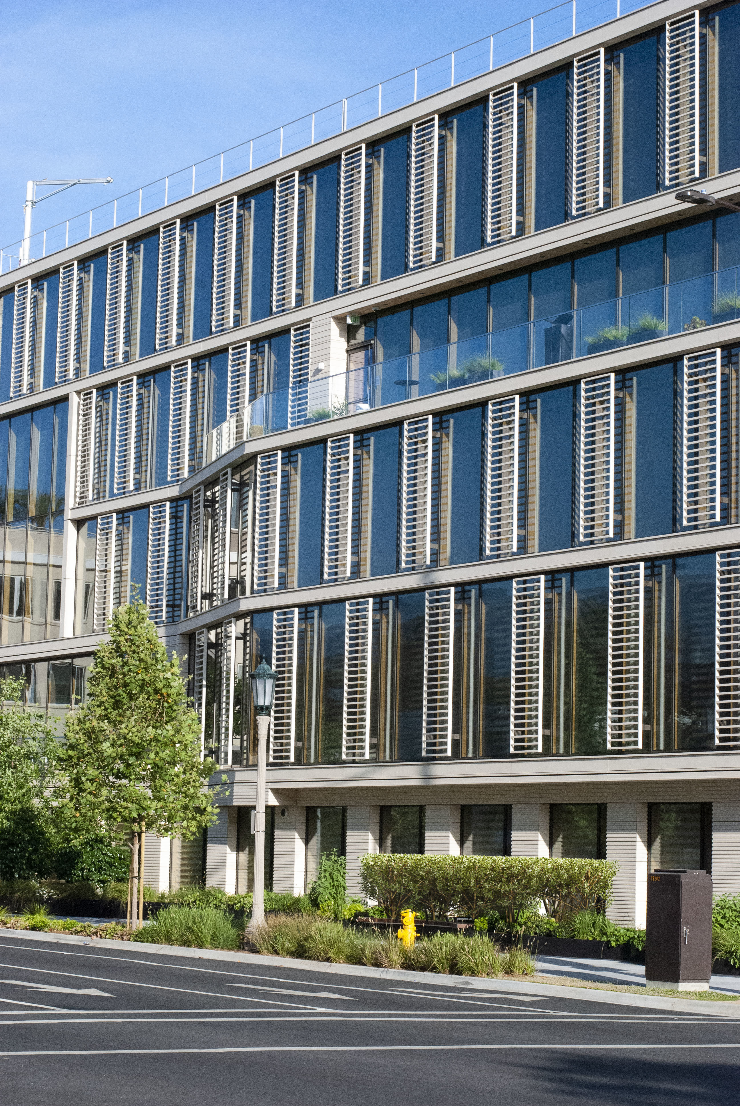 20201 PBR Golden-leaved Boxwood Collection 3D model_3