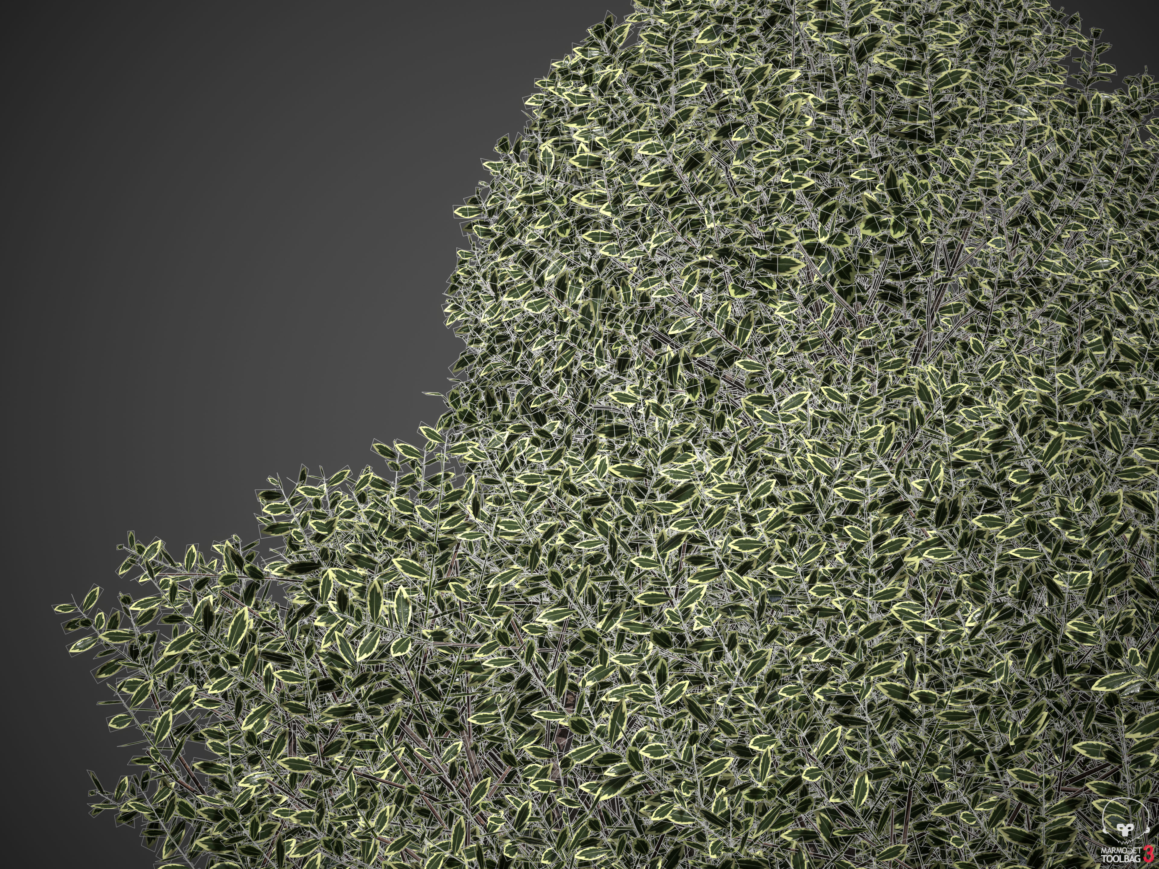 20201 PBR Golden-leaved Boxwood Collection 3D model_10