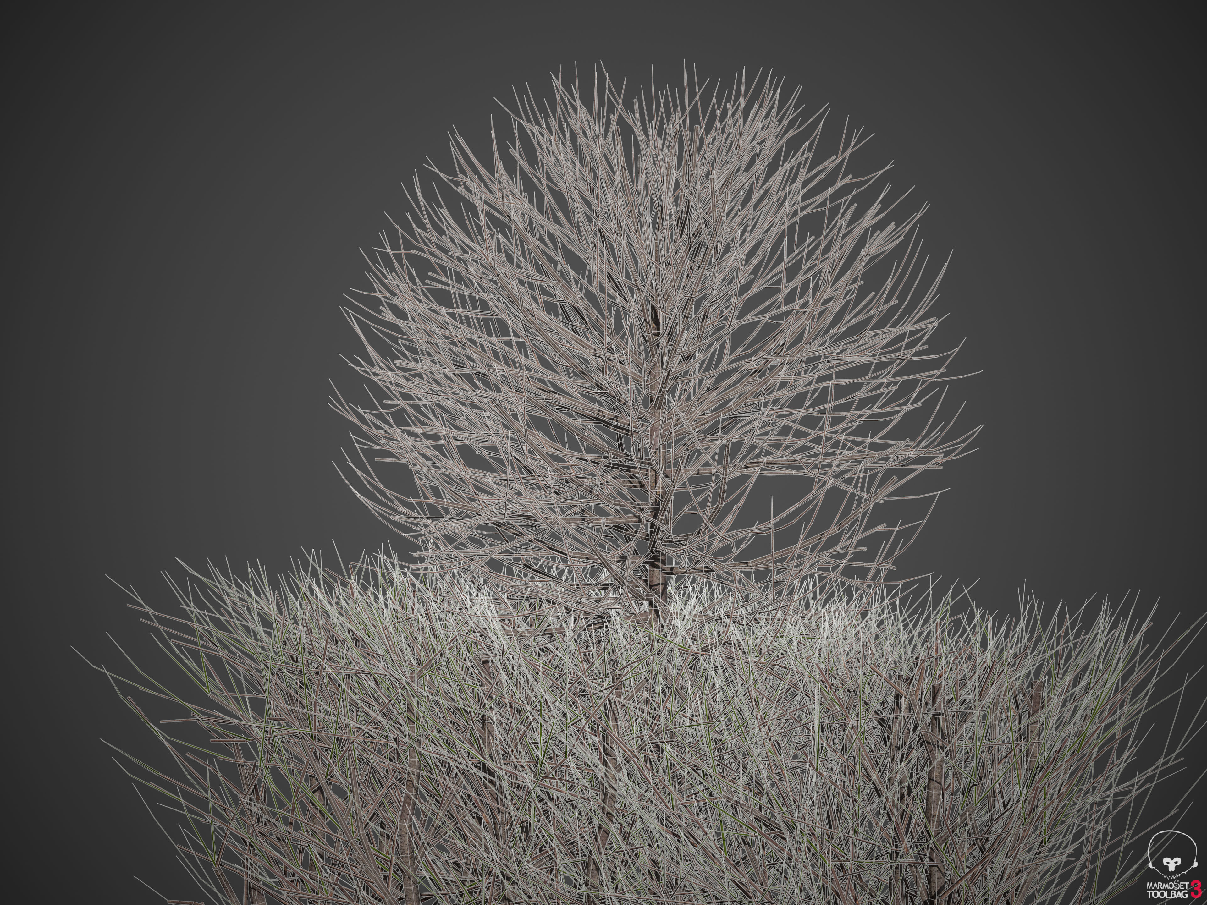 20201 PBR Golden-leaved Boxwood Collection 3D model_8