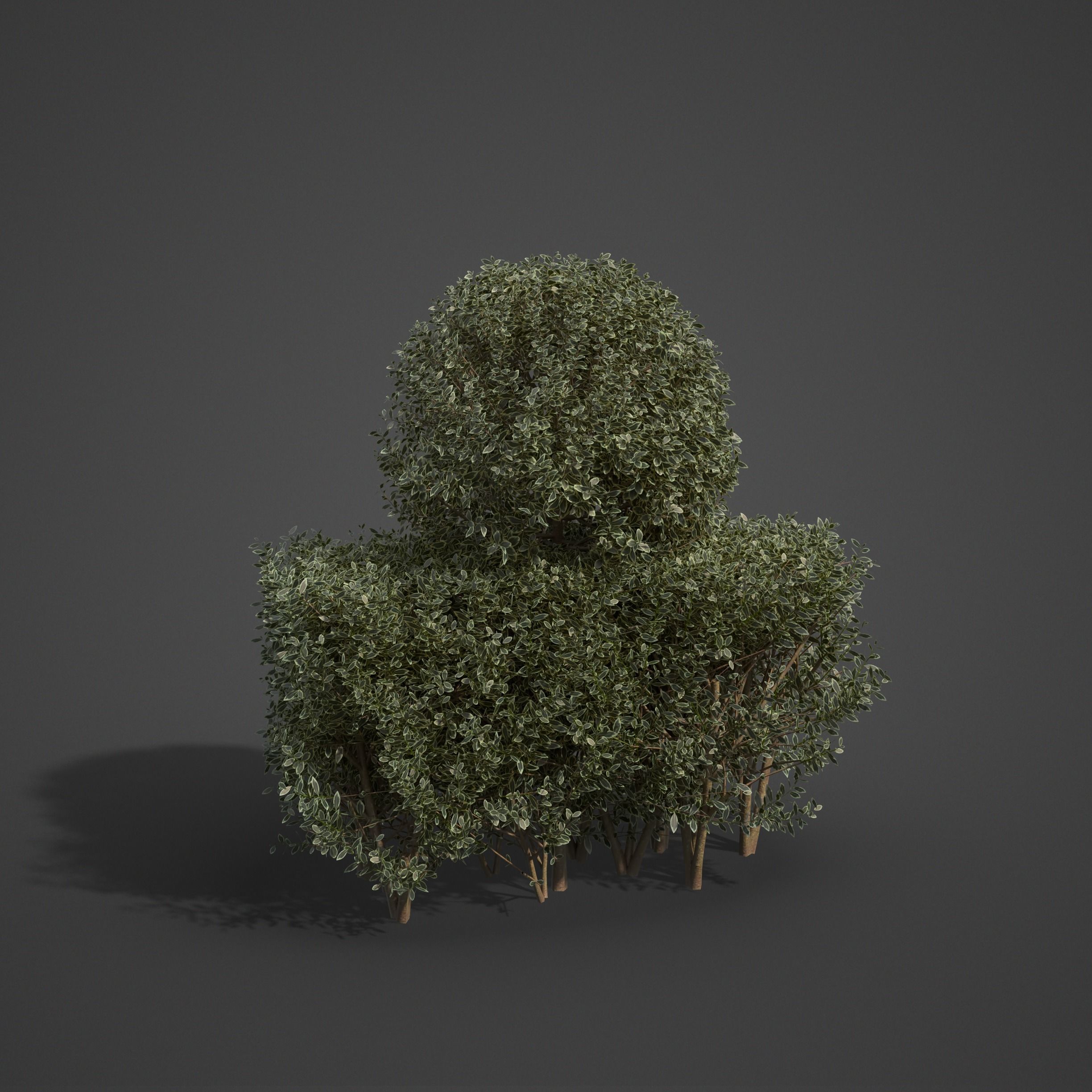 20201 PBR Golden-leaved Boxwood Collection 3D model_5