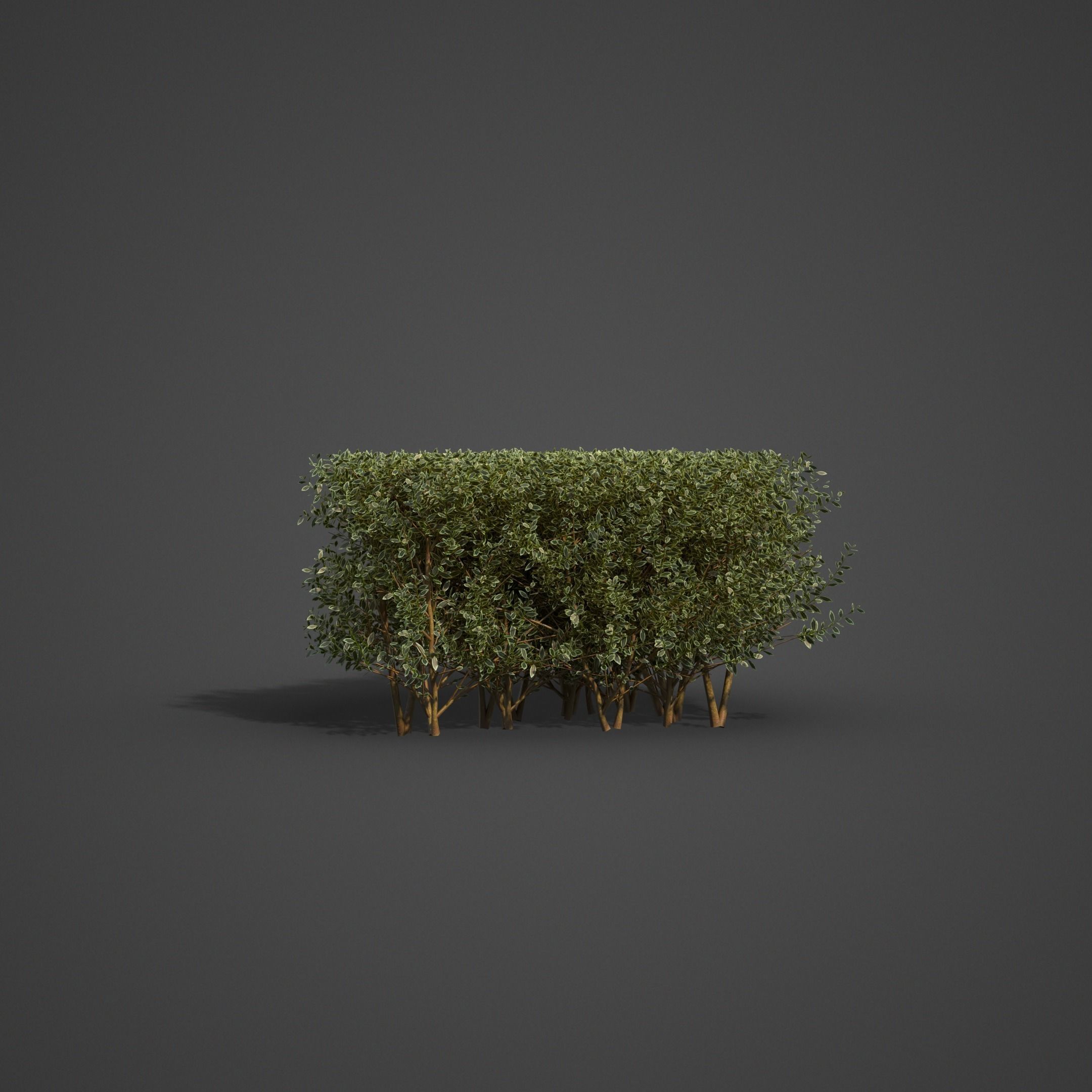 20201 PBR Golden-leaved Boxwood Collection 3D model_6