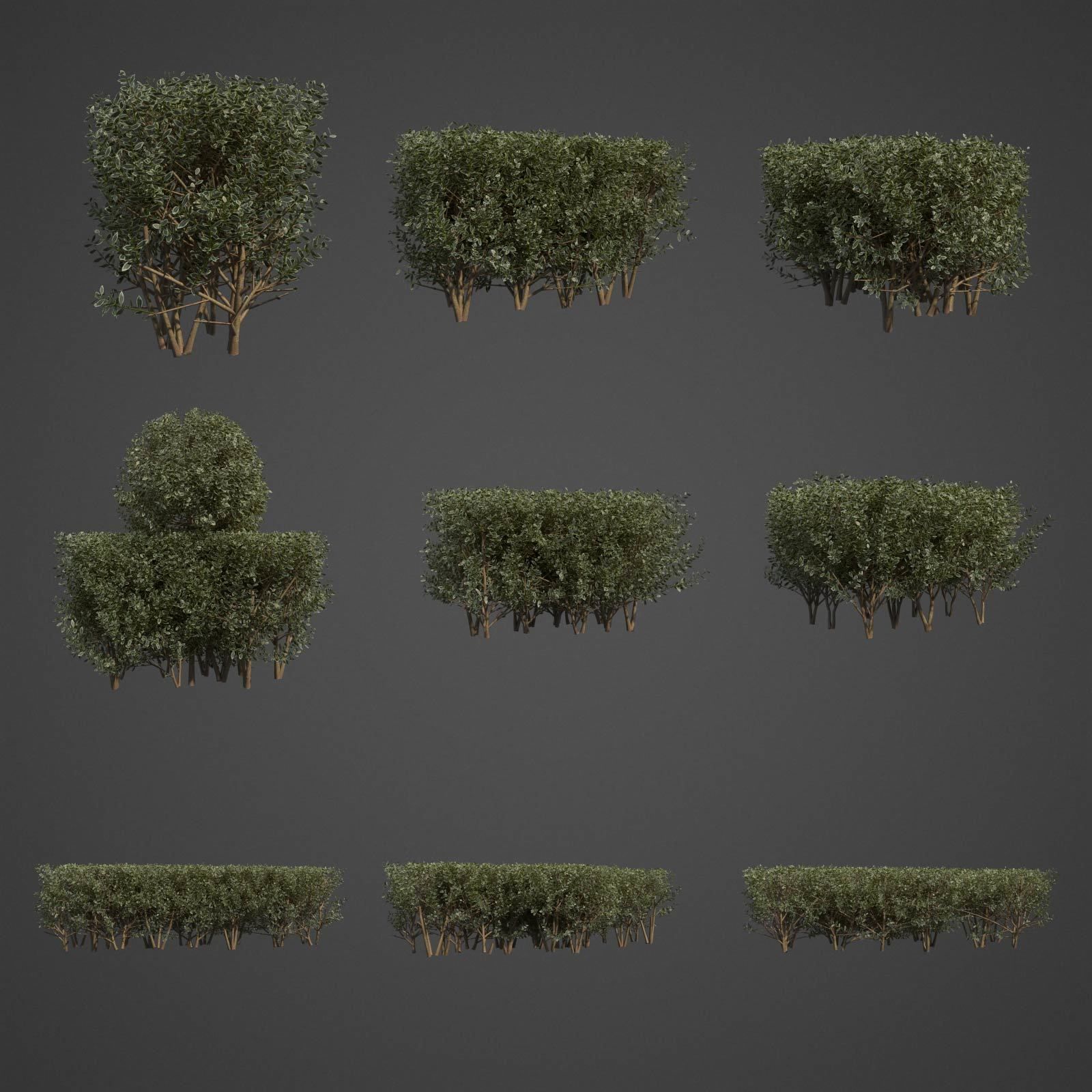 20201 PBR Golden-leaved Boxwood Collection 3D model_2