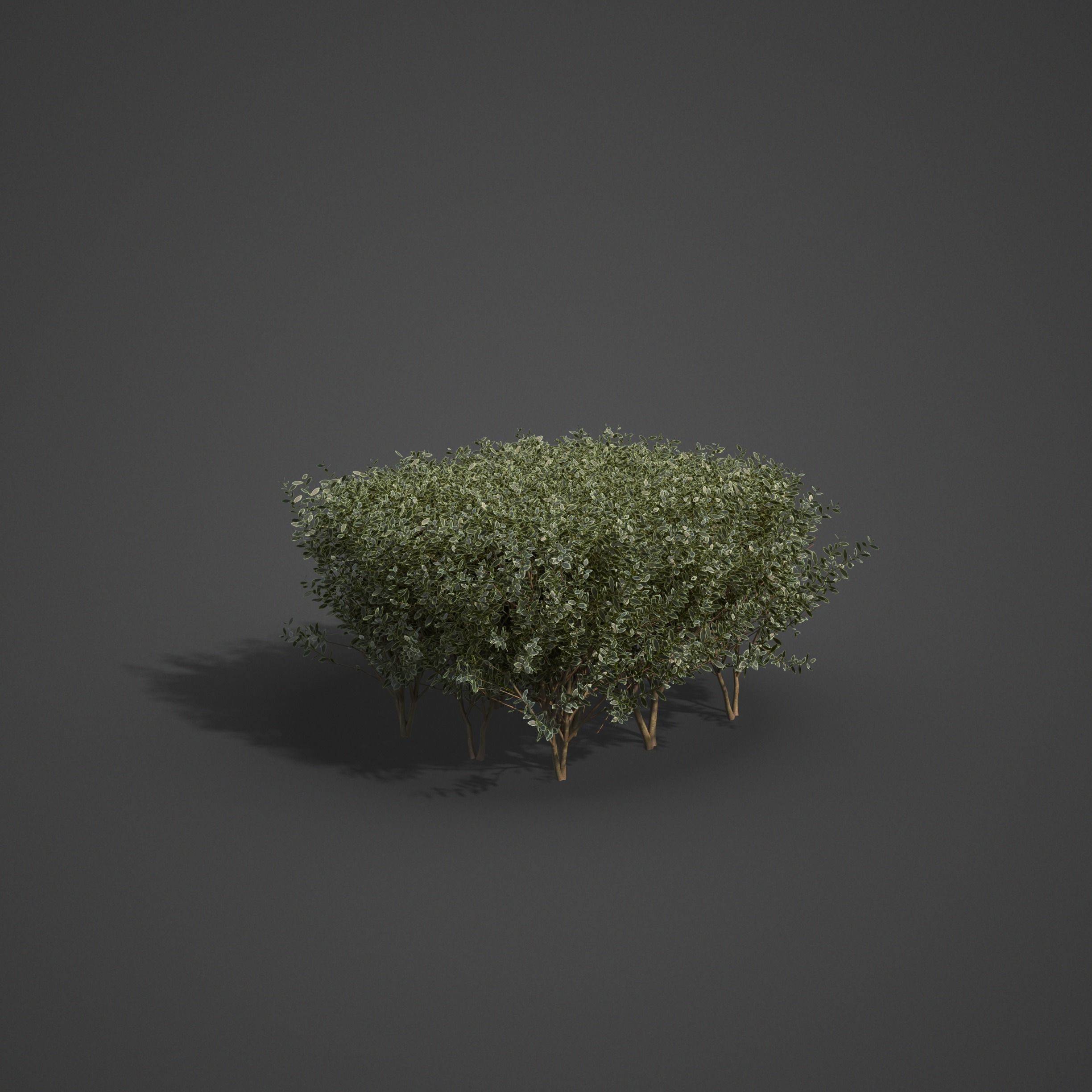 20201 PBR Golden-leaved Boxwood Collection 3D model_7