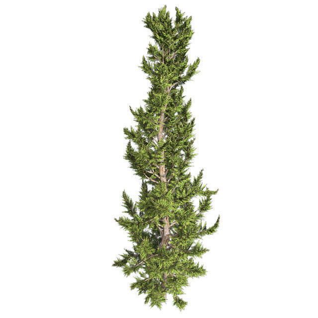 Hollywood Juniper Tree Low-poly 3D model_2