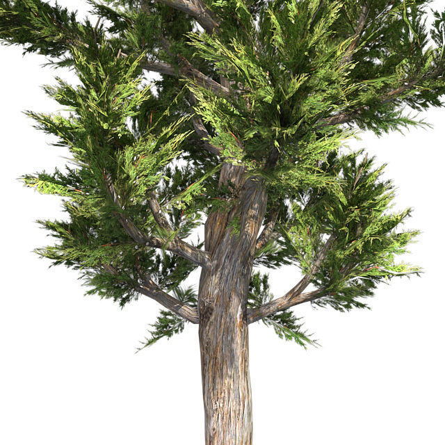 Hollywood Juniper Tree Low-poly 3D model_3