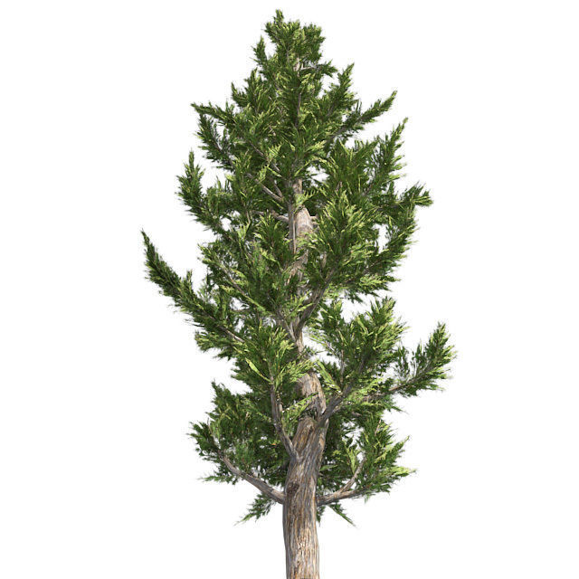 Hollywood Juniper Tree Low-poly 3D model_1