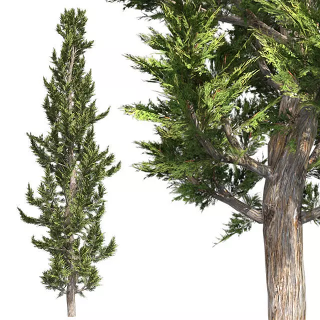 Hollywood Juniper Tree Low-poly 3D model_0