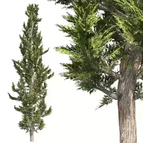 Hollywood Juniper Tree Low-poly 3D model
