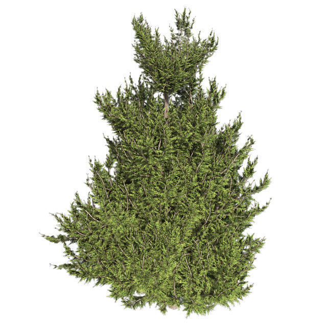 Hollywood Juniper Tree 02 Low-poly 3D model_2
