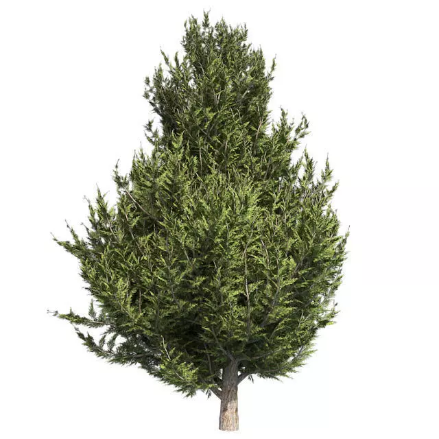 Hollywood Juniper Tree 02 Low-poly 3D model_0