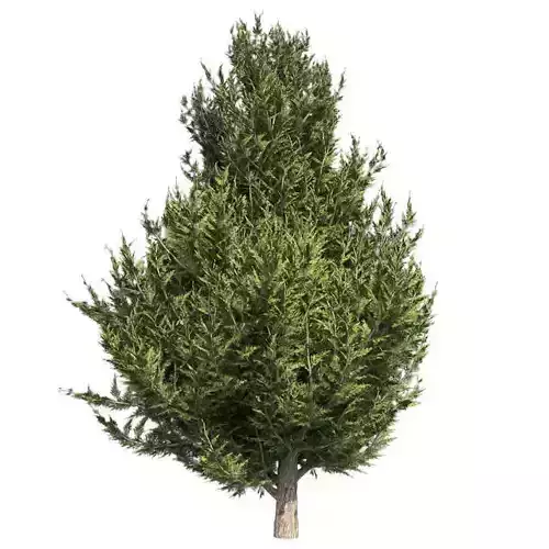 Hollywood Juniper Tree 02 Low-poly 3D model
