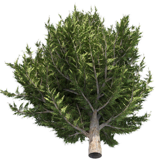 Hollywood Juniper Tree 02 Low-poly 3D model_1